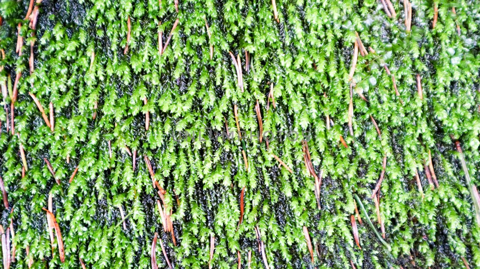 Moss green texture. Moss background. Green moss on a gray stone texture. background with copy space. beautiful texture in nature.