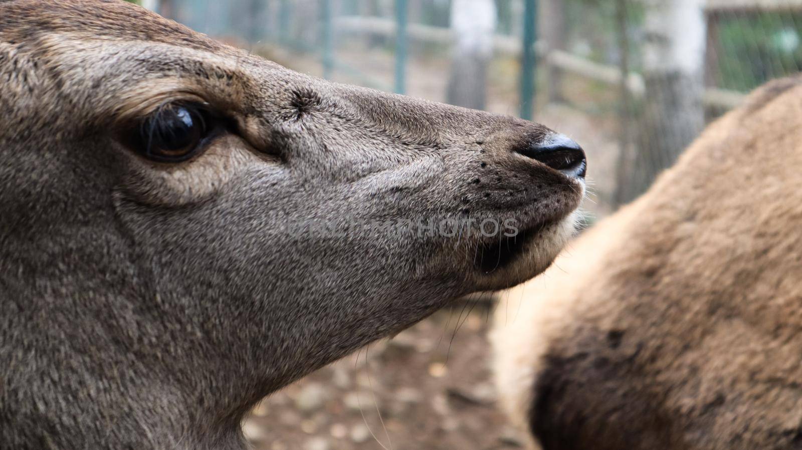 White-tailed deer very detailed close-up portrait. With a deer eye. ungulates ruminant mammals. Portrait courageous deer.