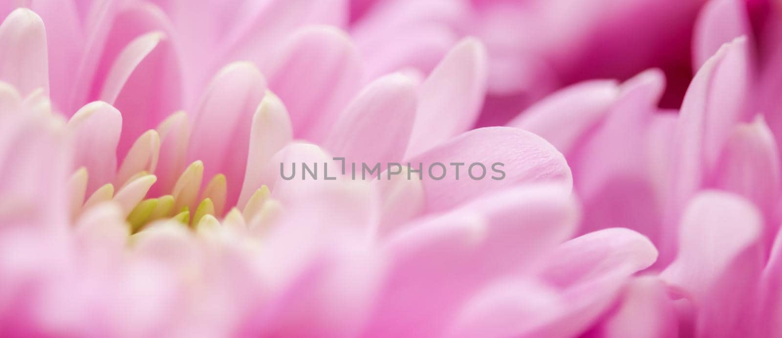 Flora, branding and love concept - Pink daisy flower petals in bloom, abstract floral blossom art background, flowers in spring nature for perfume scent, wedding, luxury beauty brand holiday design