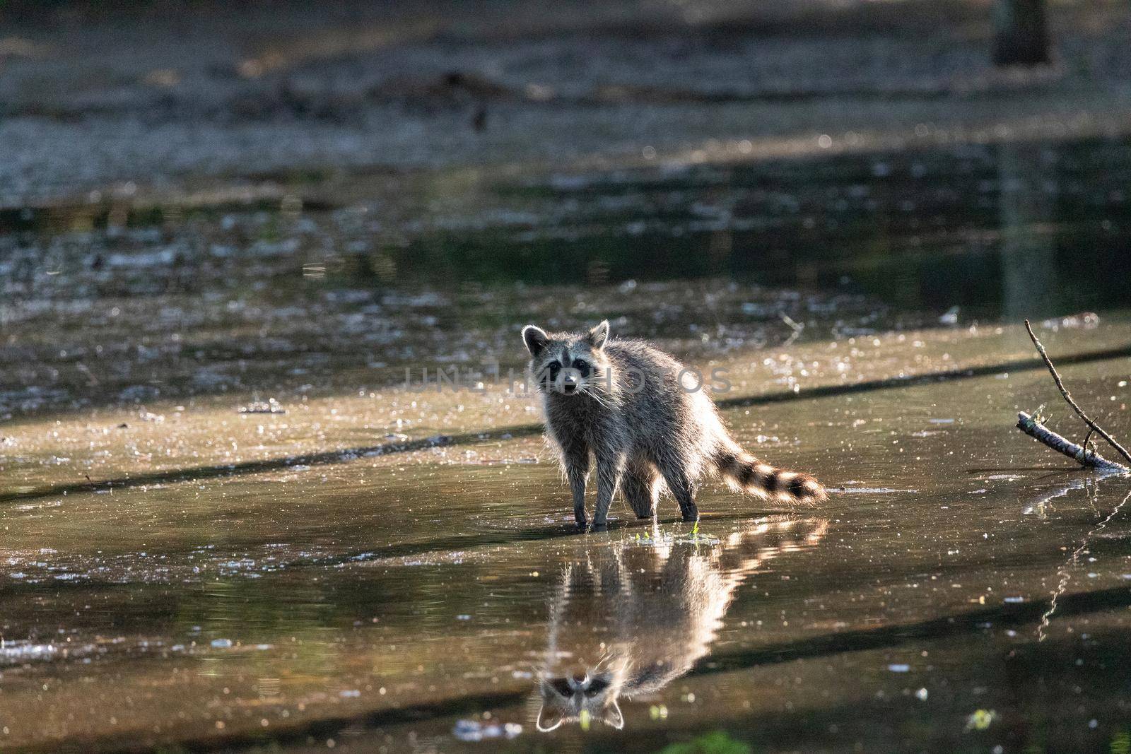 Cute young raccoon Procyon lotor with face reflected in swamp water in Naples, Florida