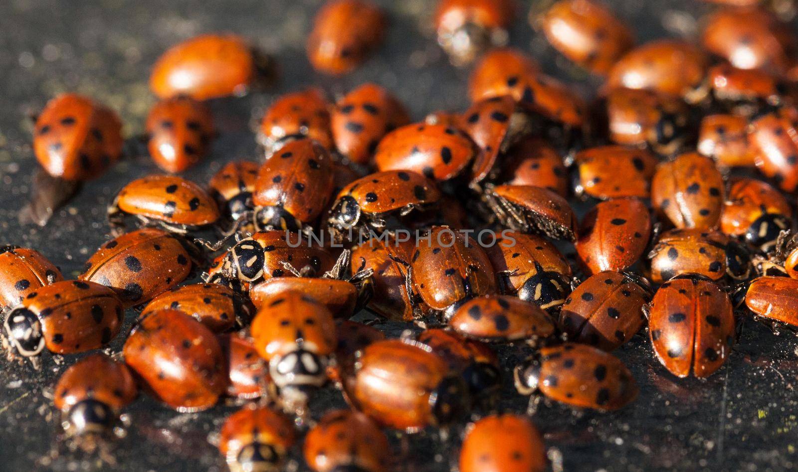 Hibernating cluster of Convergent lady beetle also called the ladybug Hippodamia convergens
