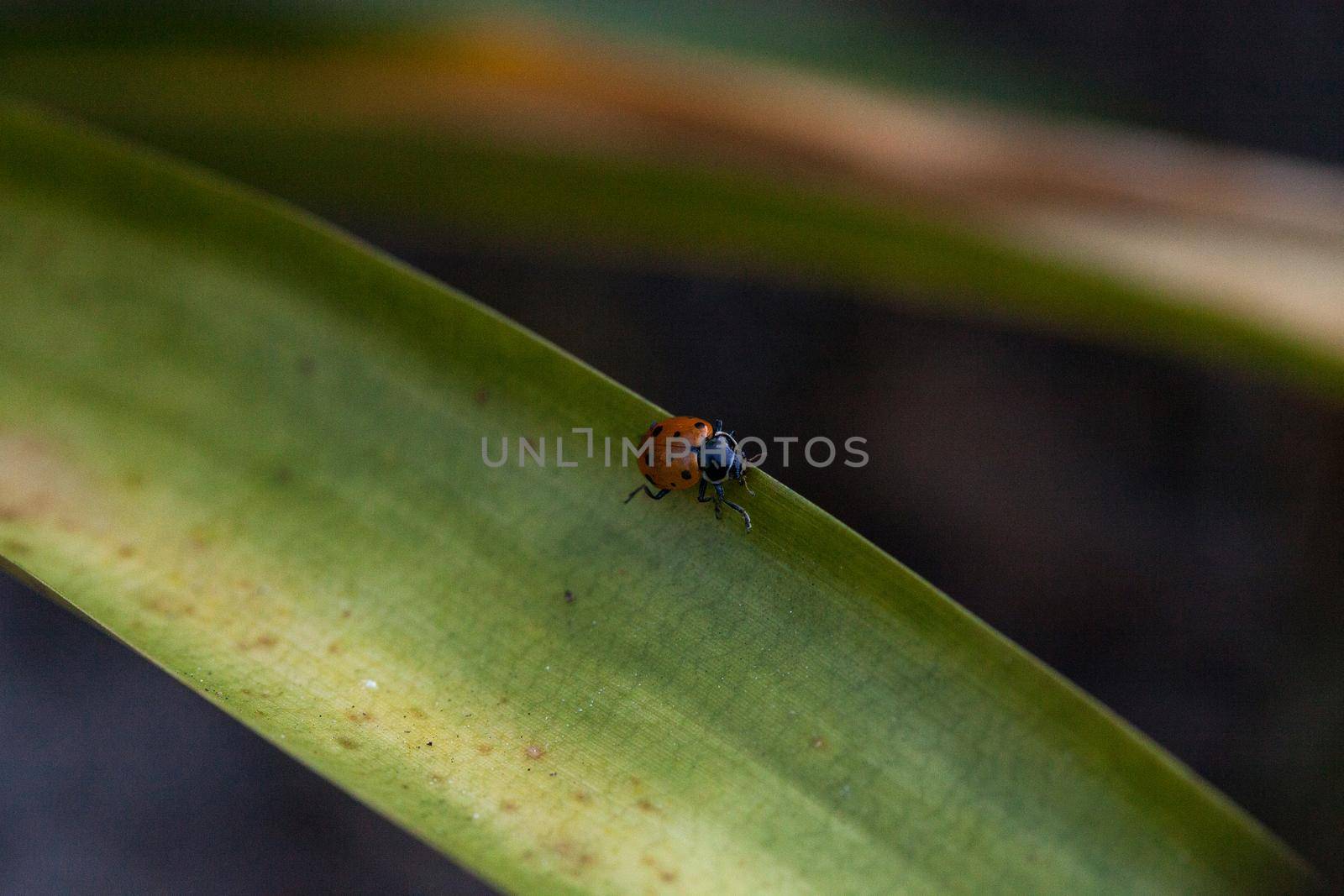 Spotted Convergent lady beetle also called the ladybug Hippodamia convergens on a green leaf