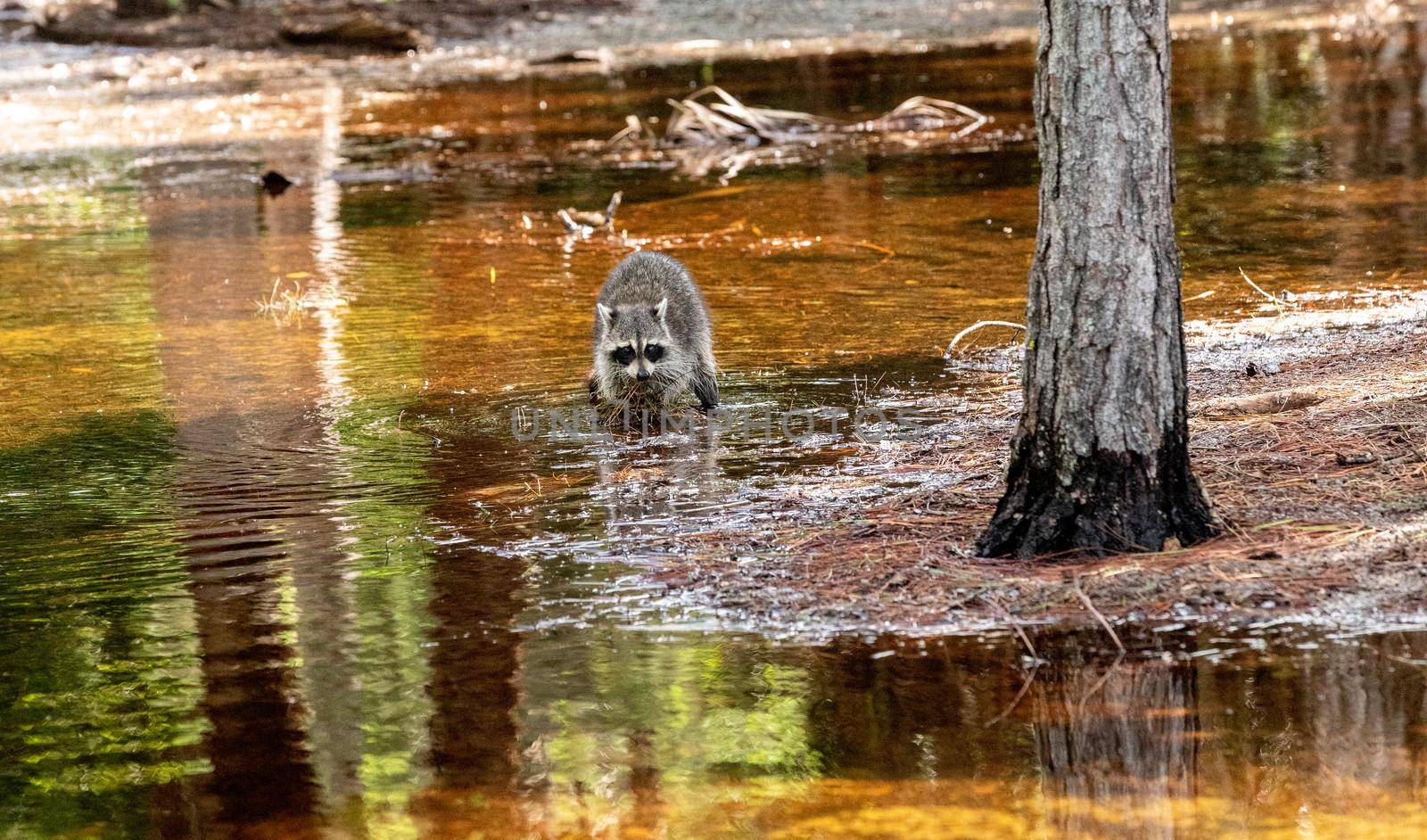 Young raccoon Procyon lotor forages for food in a swamp by steffstarr