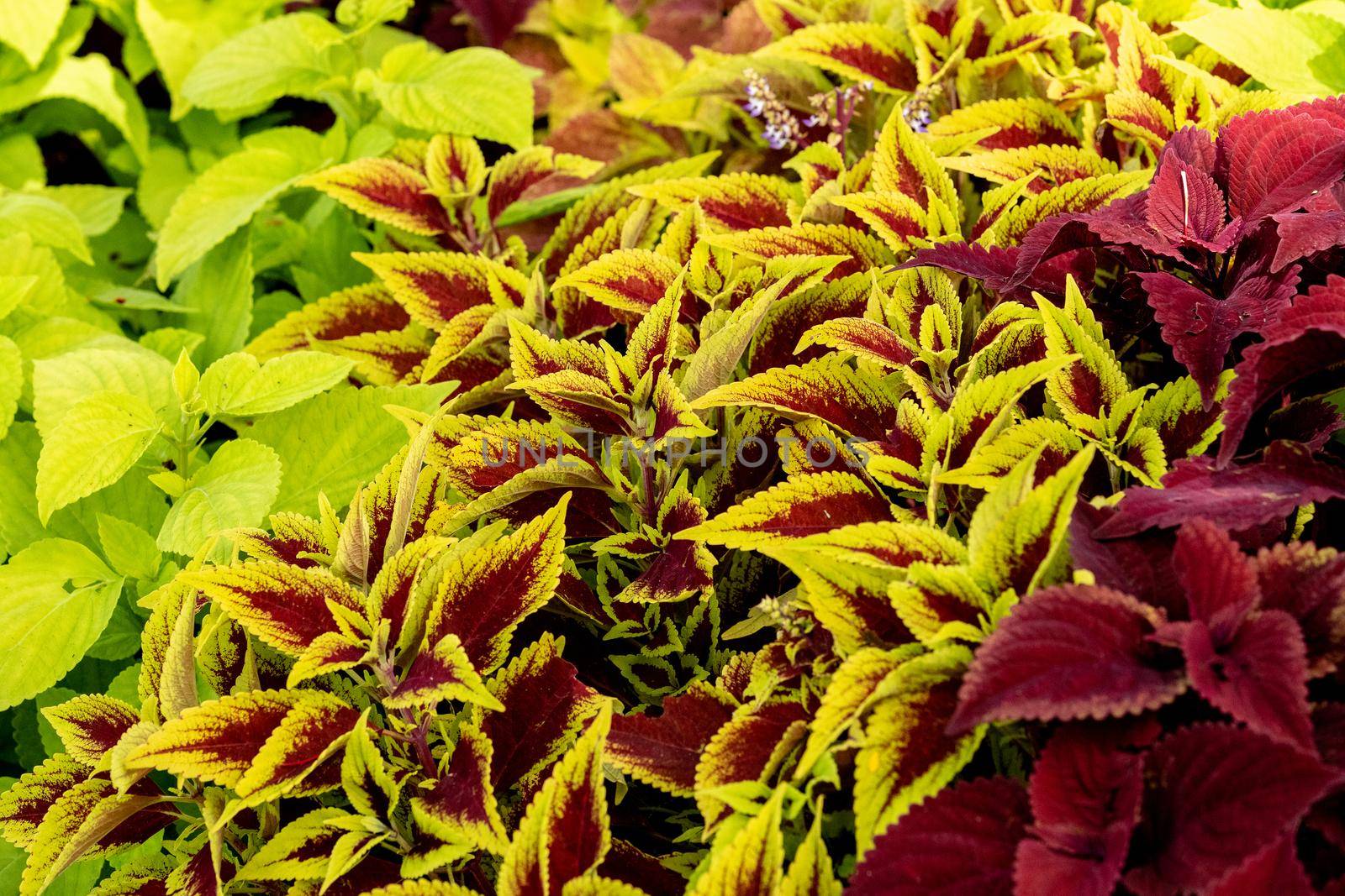 Background of green and pink Caladium plants in a garden in Naples, Florida.