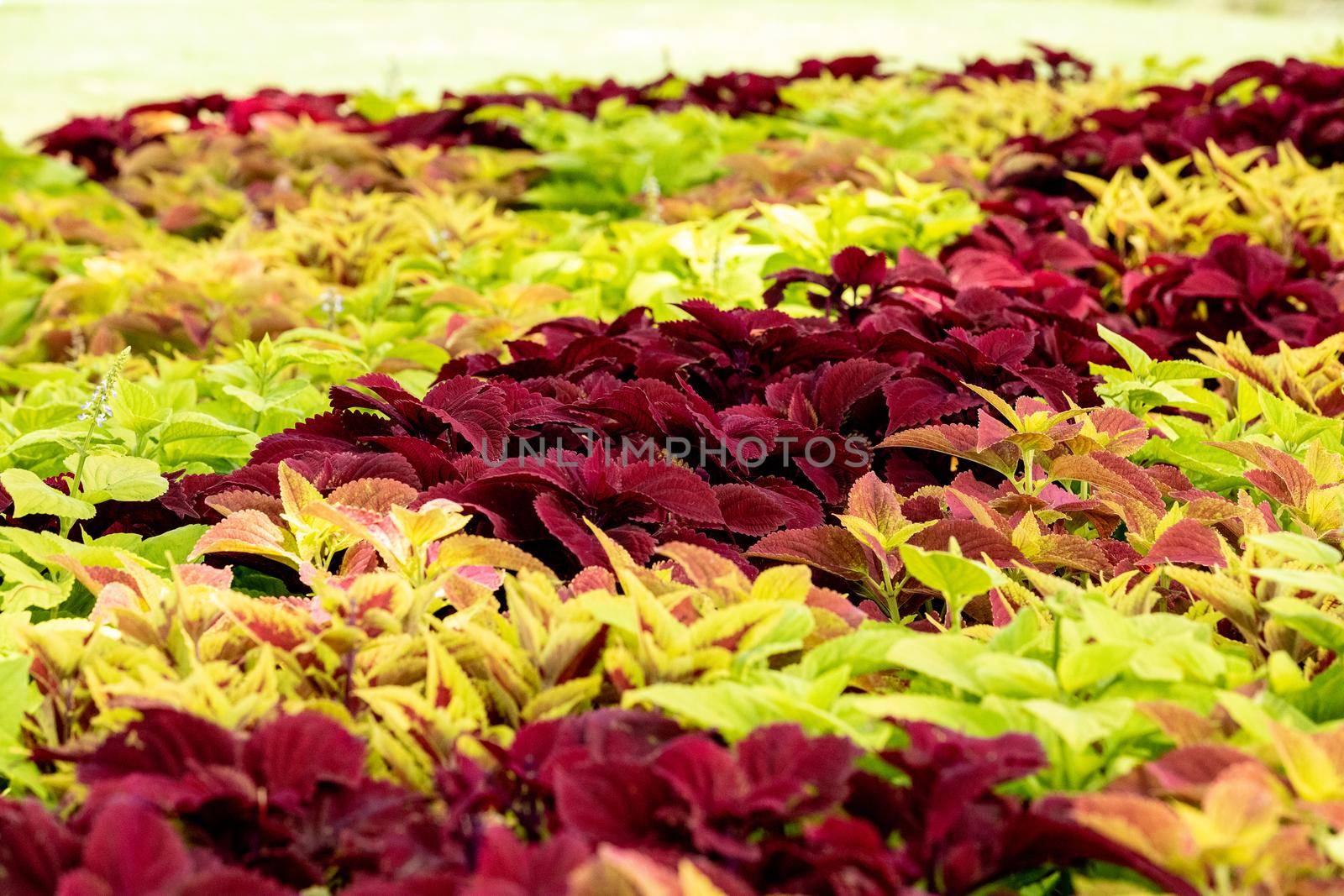 Background of green and pink Caladium plants in a garden by steffstarr