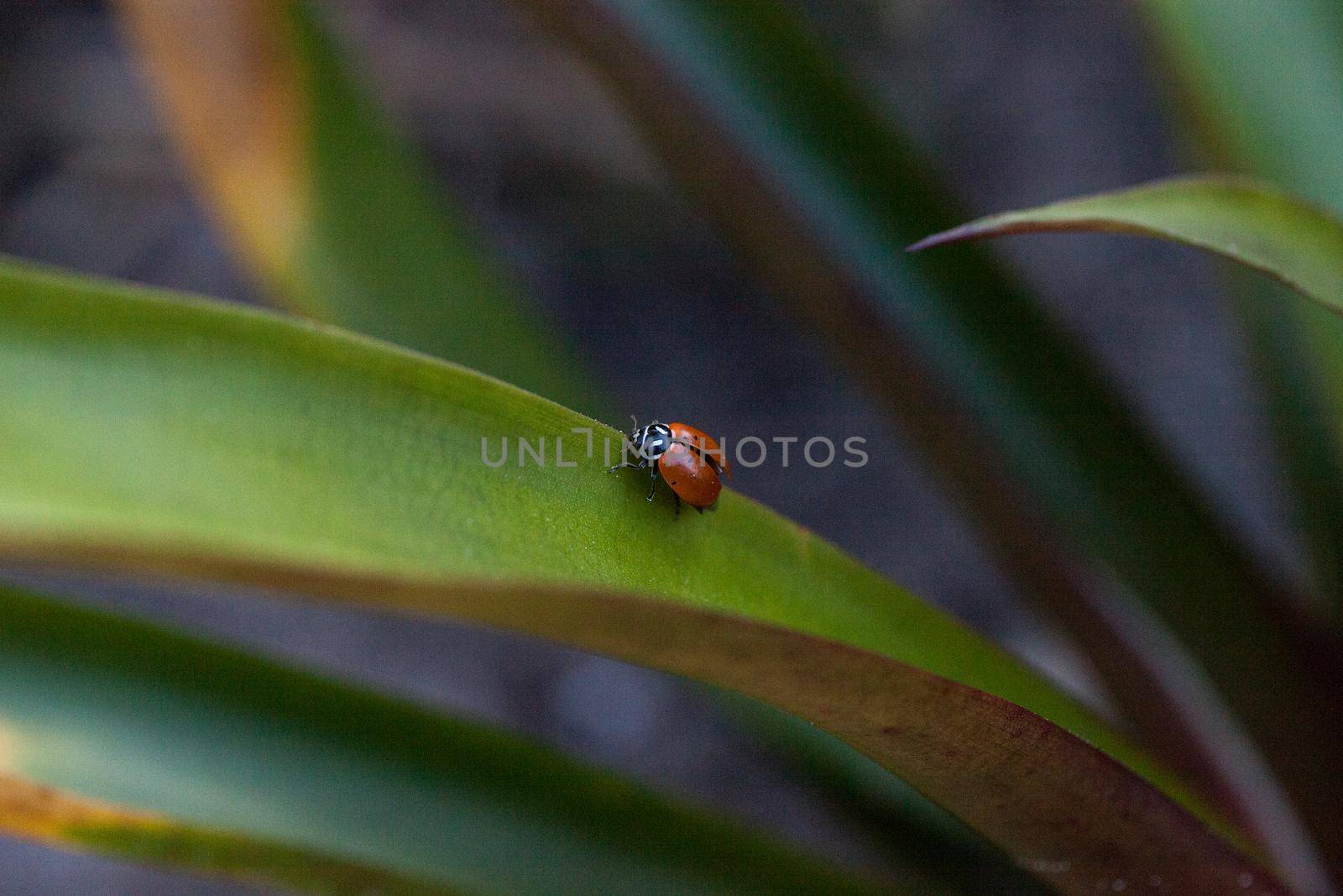 Spotted Convergent lady beetle also called the ladybug Hippodamia convergens on a green leaf