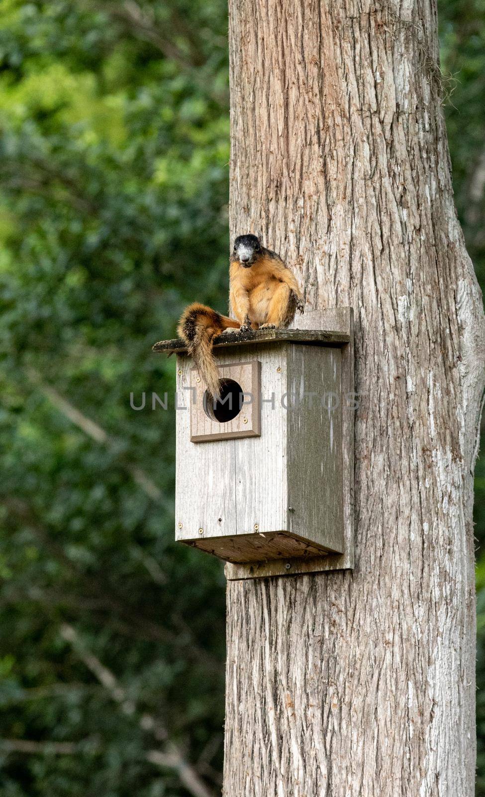 Red fox squirrel Sciurus niger sitting on a birdhouse by steffstarr