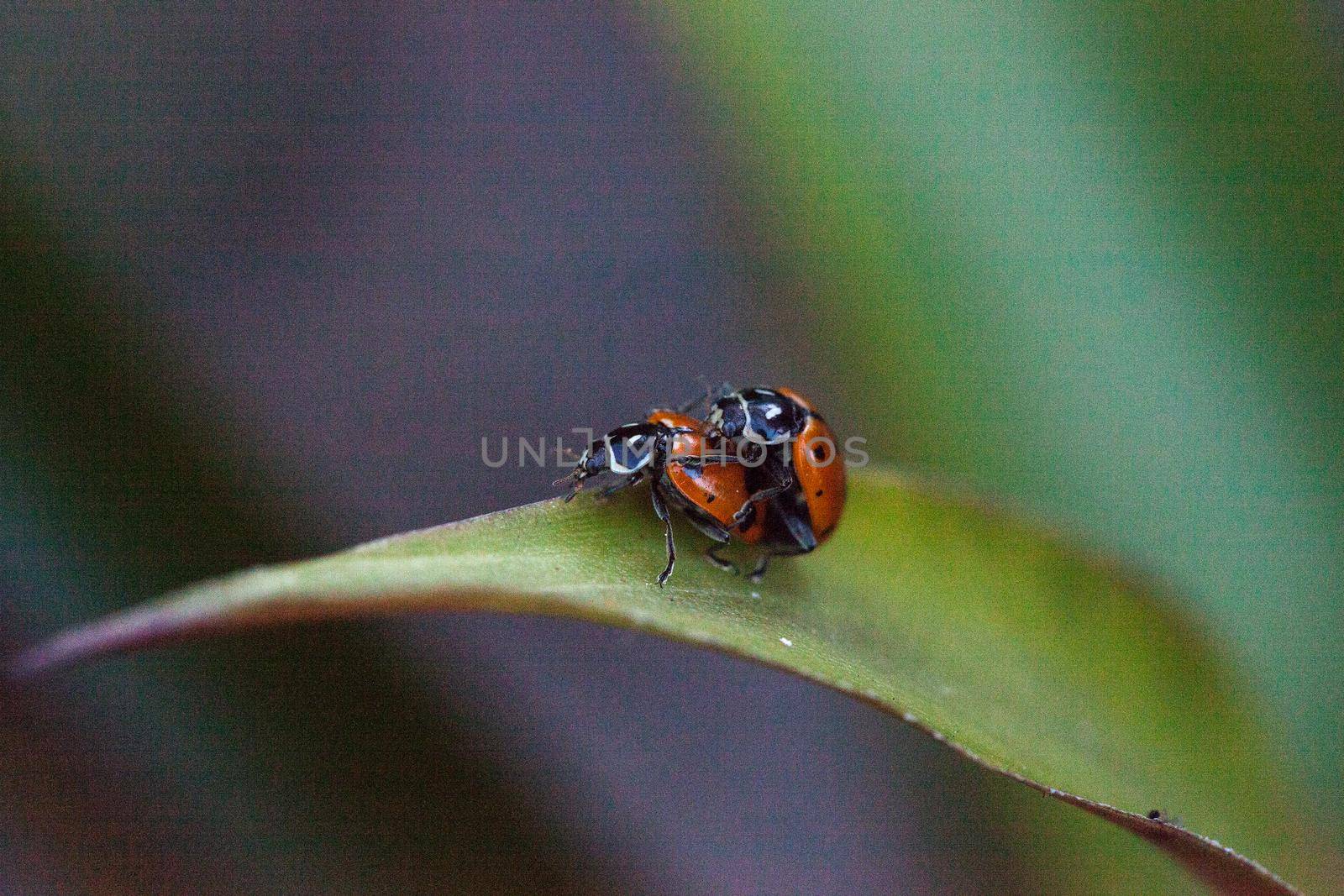 Mating Spotted Convergent lady beetles also called the ladybug Hippodamia convergens on a green leaf