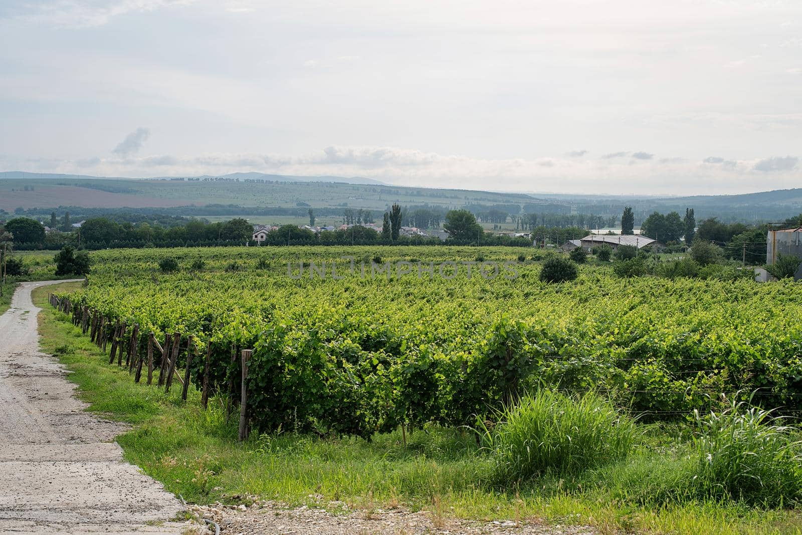 summer green vineyard in cloudy day