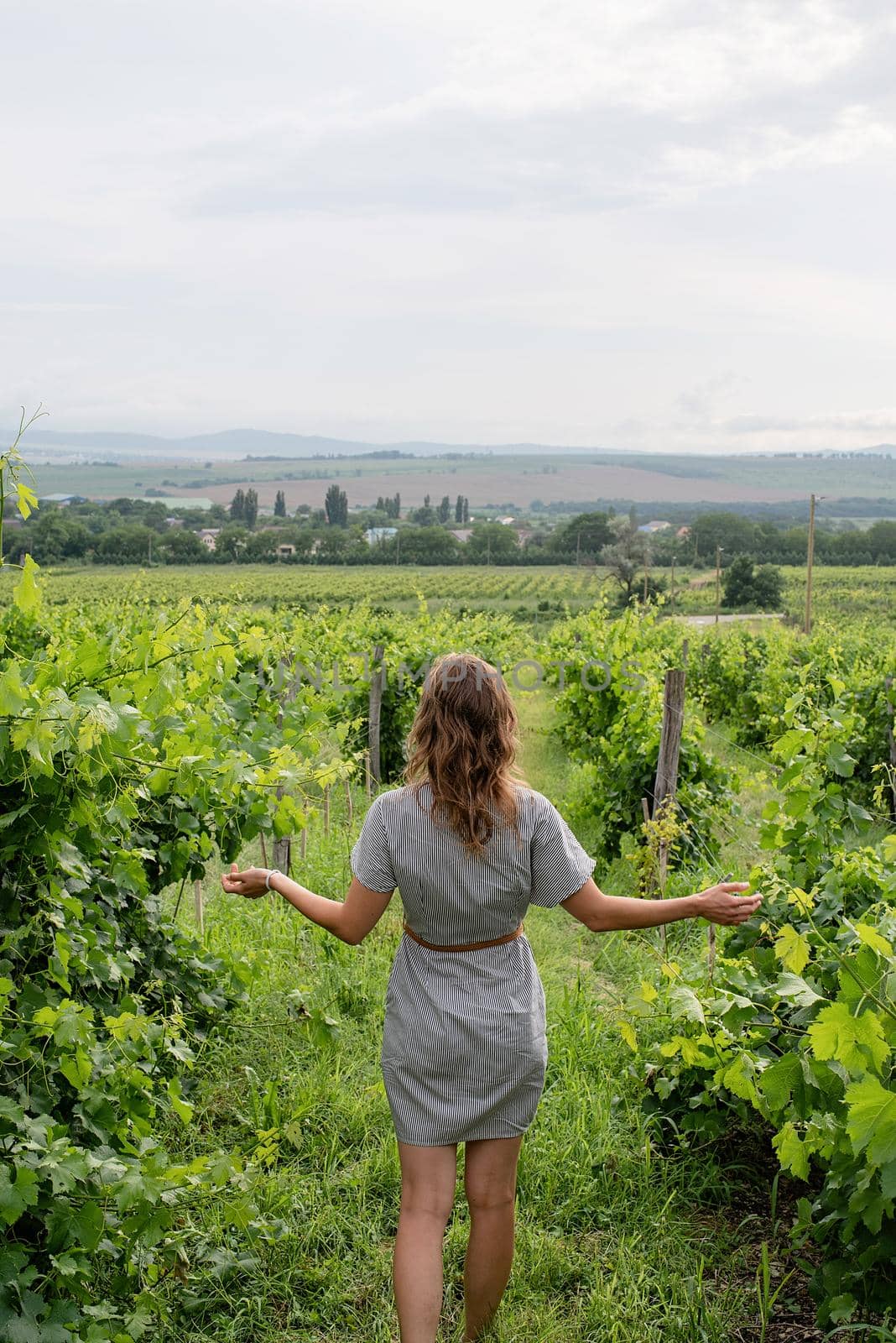 Woman walking in a vineyard, back view by Desperada