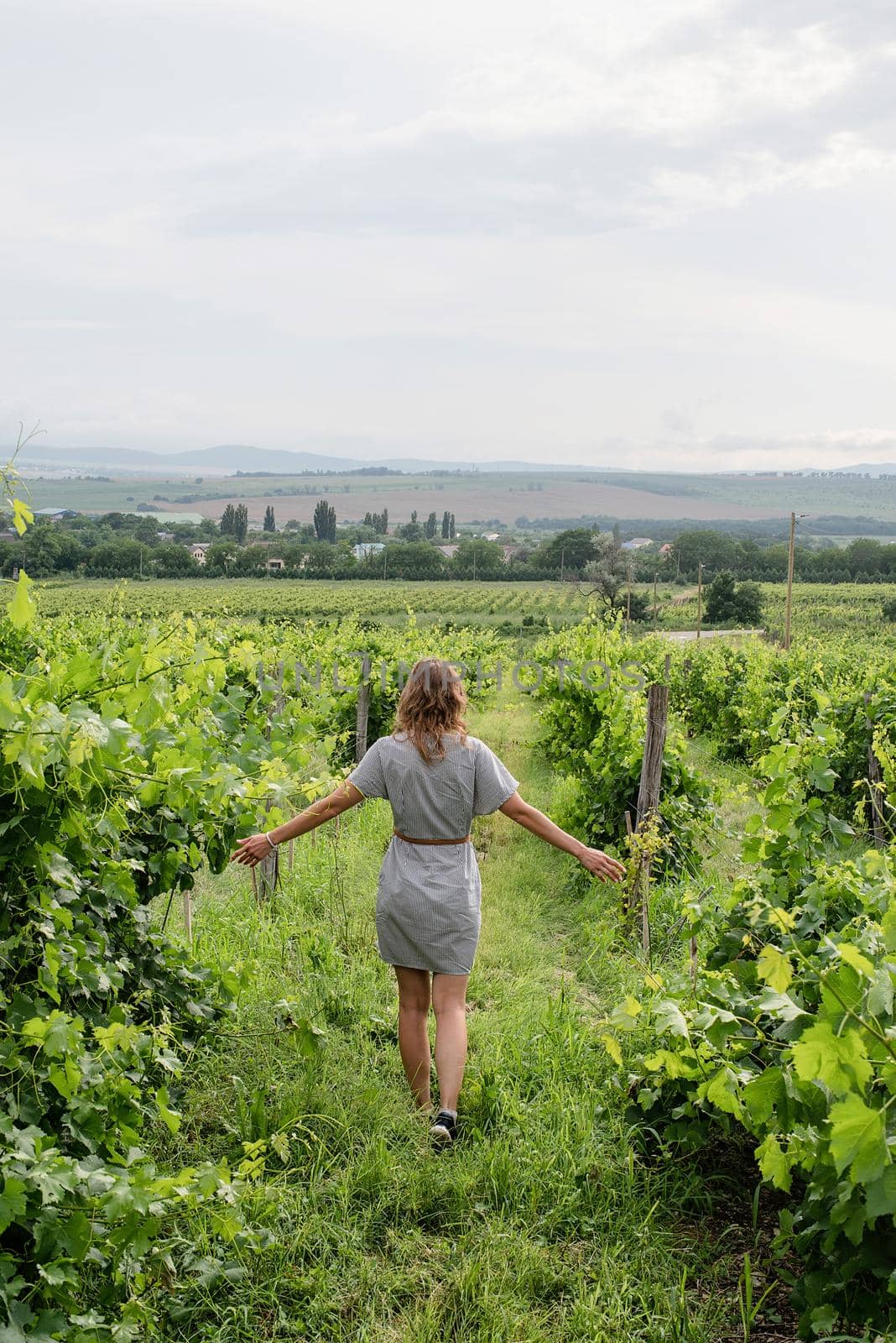 Woman walking in a vineyard, back view by Desperada