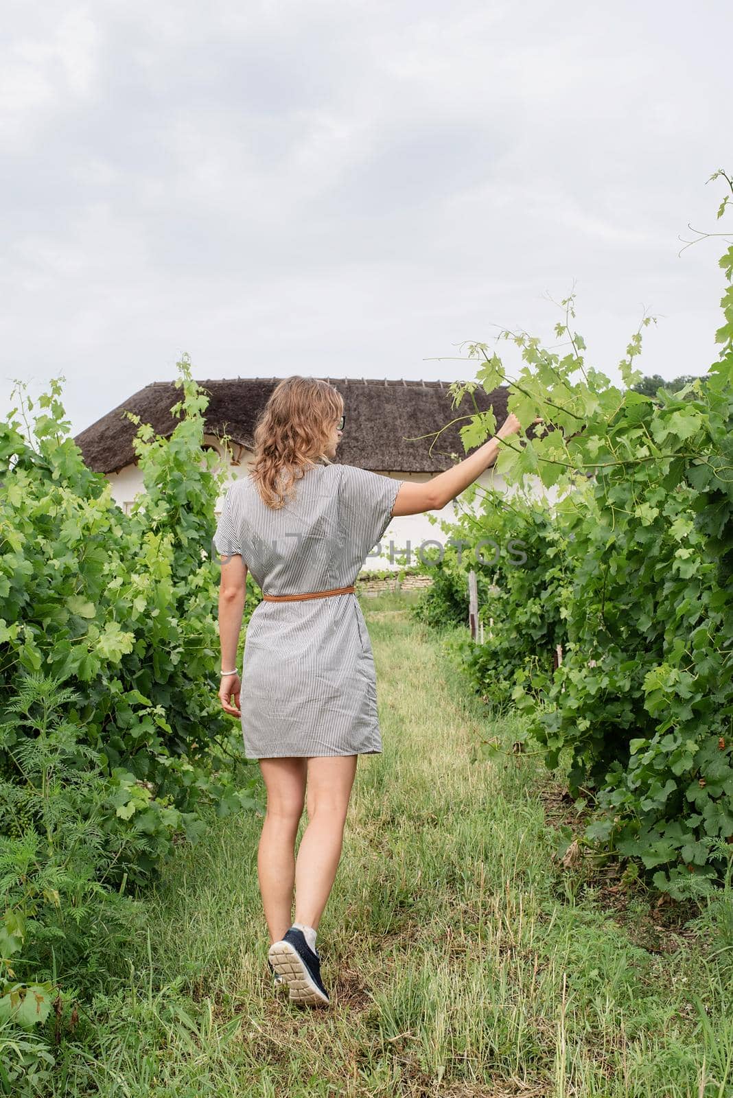 Woman walking in a vineyard, back view by Desperada