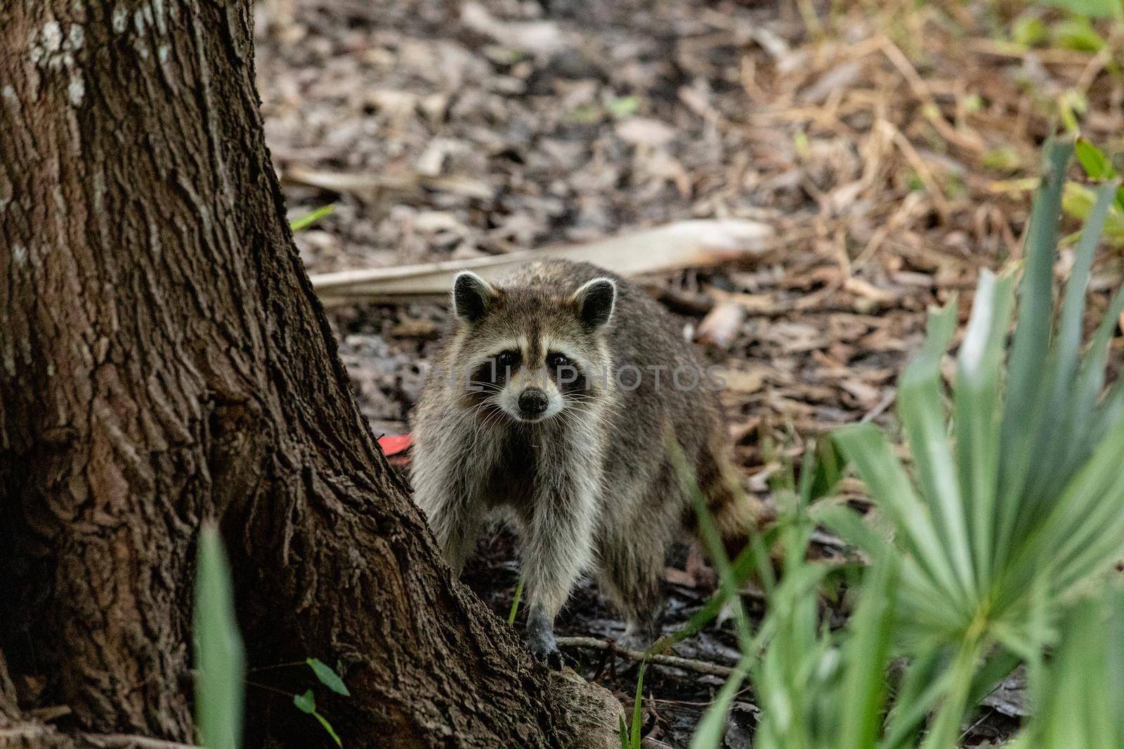 Young raccoon Procyon lotor hunts for food in swamp water in Naples, Florida