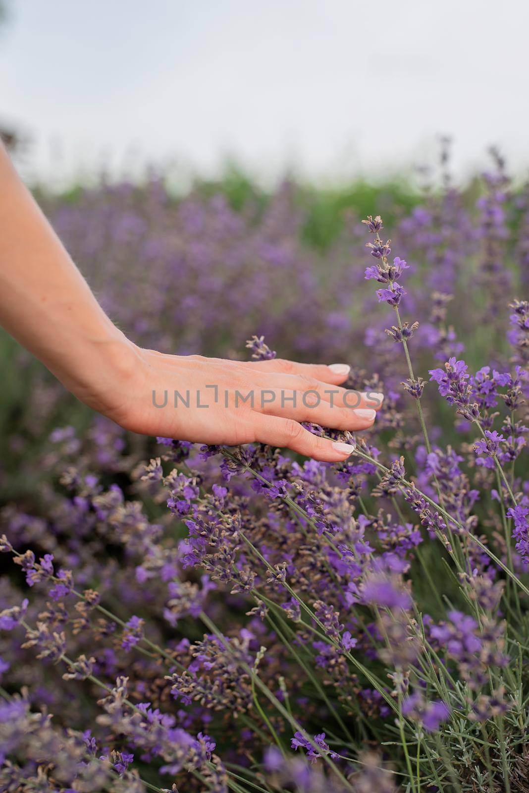 Woman hand touching lavender flowers on lavender field by Desperada