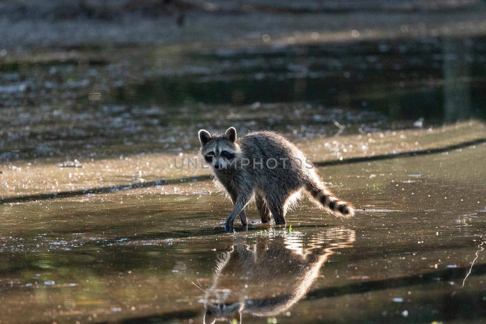 Cute young raccoon Procyon lotor with face reflected in swamp water in Naples, Florida