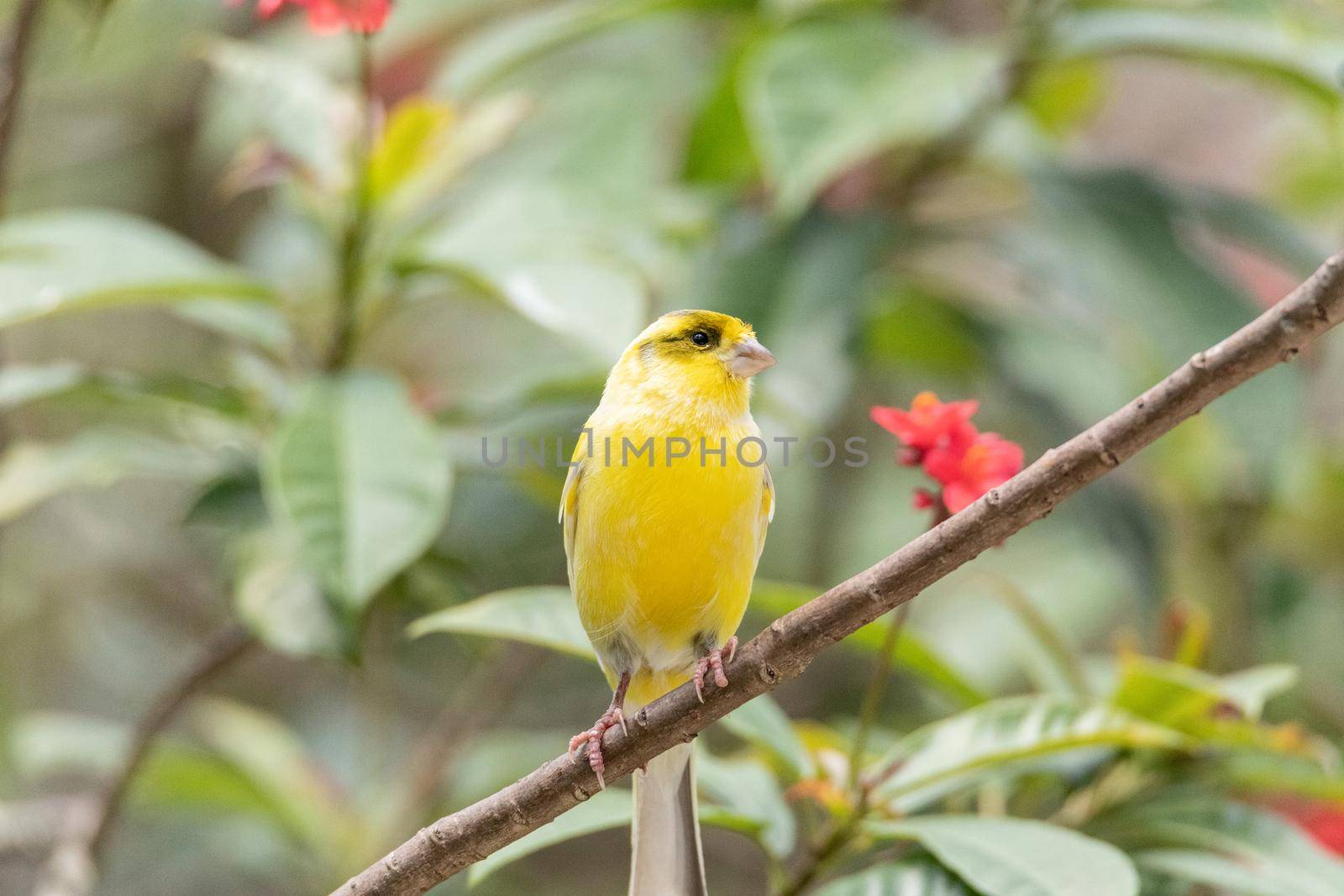 Bright yellow male Atlantic Canary bird Serinus canaria is found on the Canary Islands.