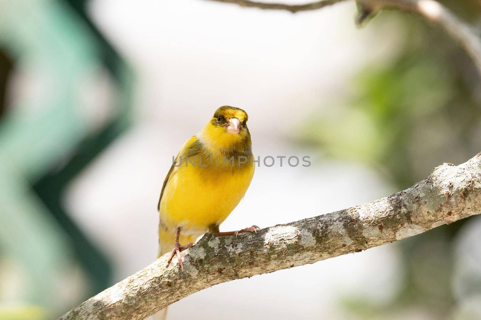 Bright yellow male Atlantic Canary bird Serinus canaria by steffstarr