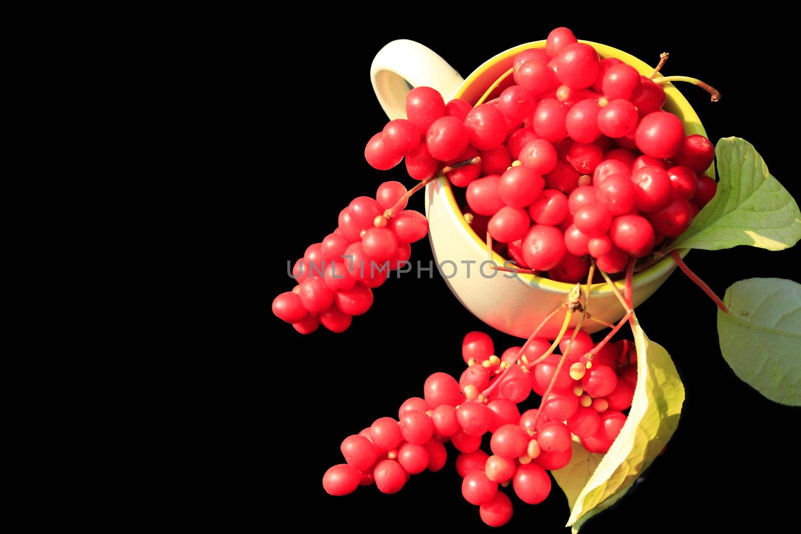 branches of red schizandra and leaves in the cup on the black background. Harvest of schizandra