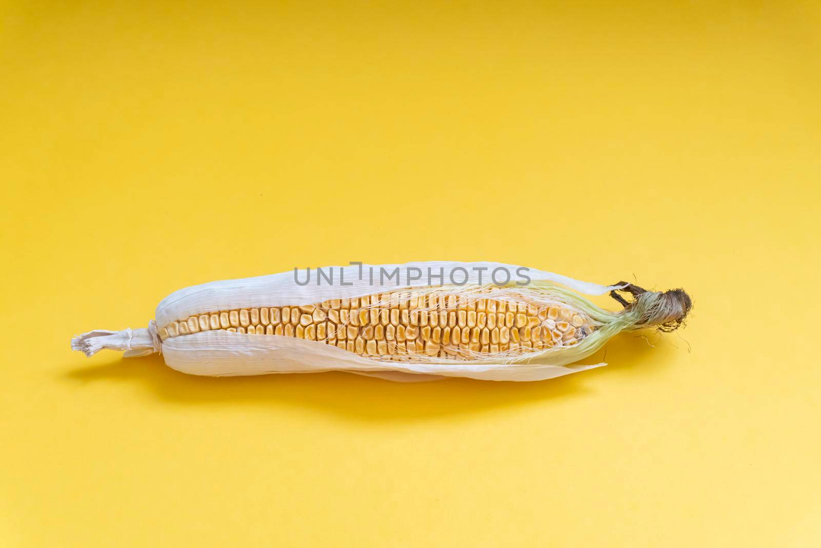 View at moldy dried corn at yellow background, copy space, no people, trash waste product.