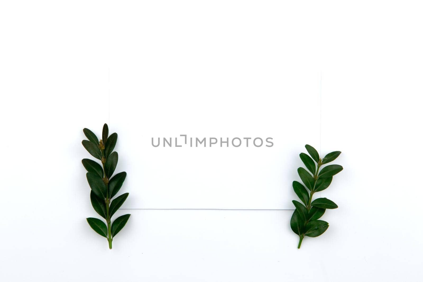 Top view on a sheet of paper and a green twig with leaves. Hero image and copy space.