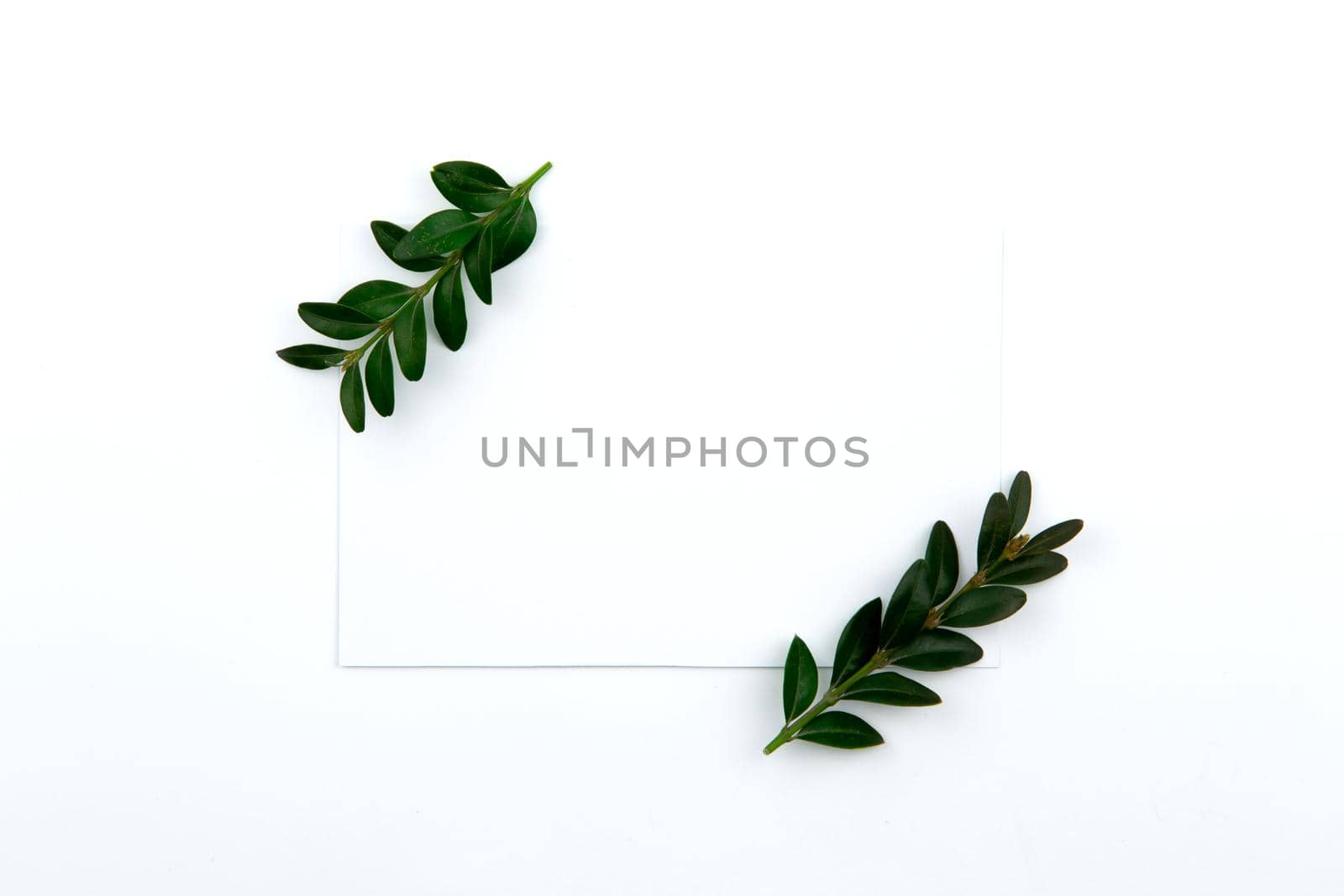 Top view on a sheet of paper and a green twig with leaves. Hero image and copy space by lunarts