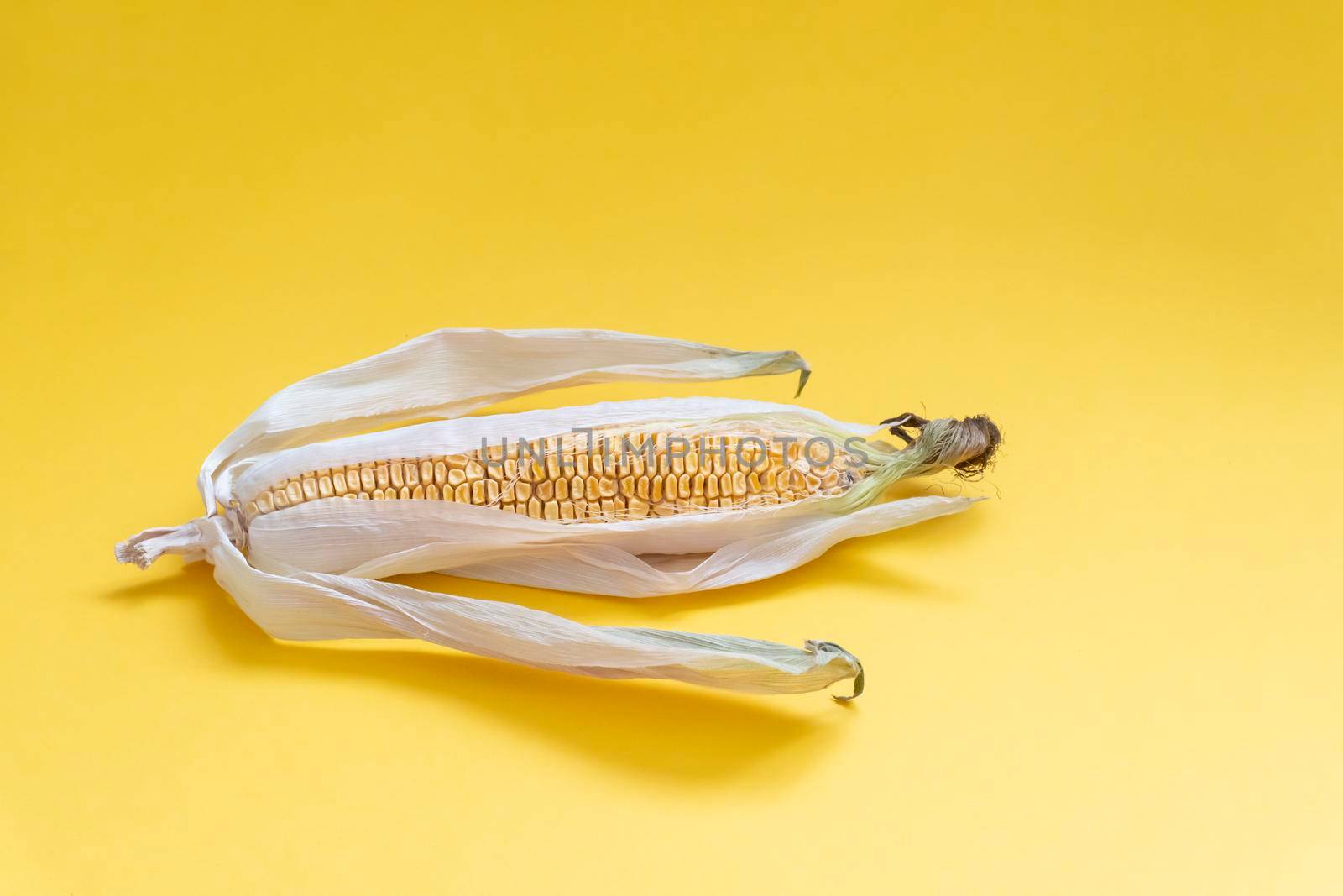 View at the moldy dried yellow corn with dried leaves on yellow background, spoiled product, not edible, copy space.