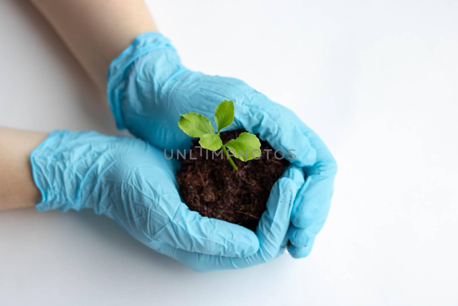 growing seedlings in a greenhouse farmer. selection of seedlings for agriculture. green sprout with earth in female hands in gloves