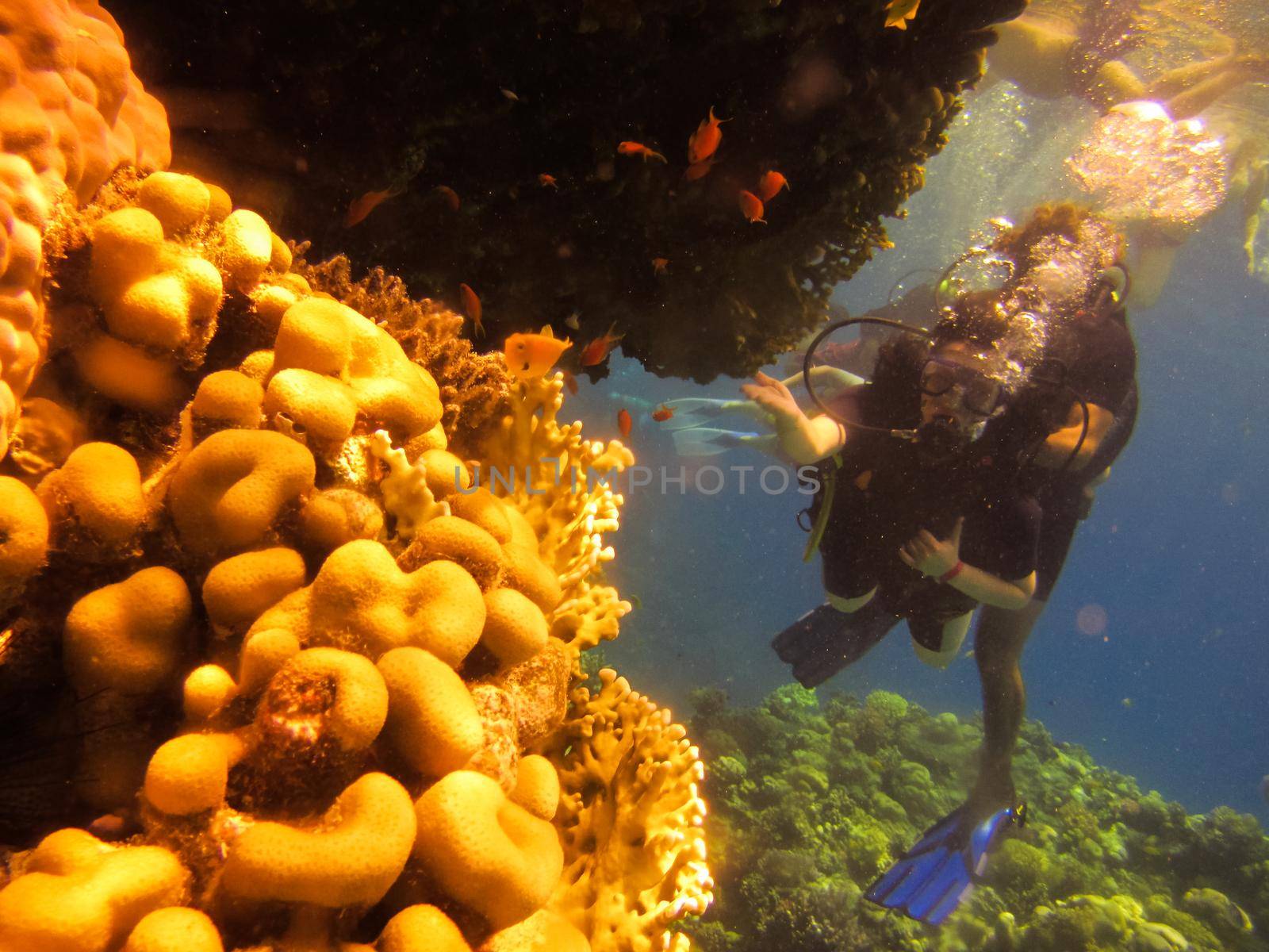 Girl scuba diver explores the coral reef of the Red Sea in Egypt. Group of coral fish in blue water. Young woman scuba diving on a beautiful coral reef by Roshchyn