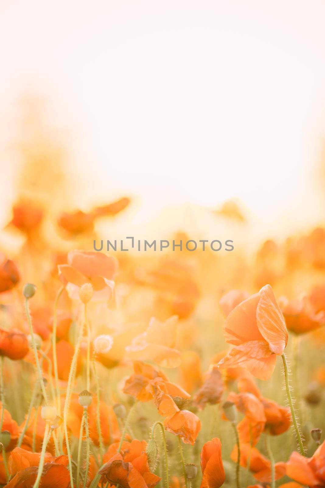 Poppies field on sunny day. by alexAleksei
