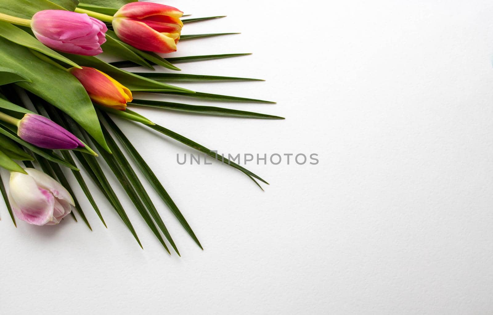 Bouquet of spring flowers isolated on white with copy space. Field of colourful spring tulips fading into the distance as a lower border on a white background with copyspace.space for text