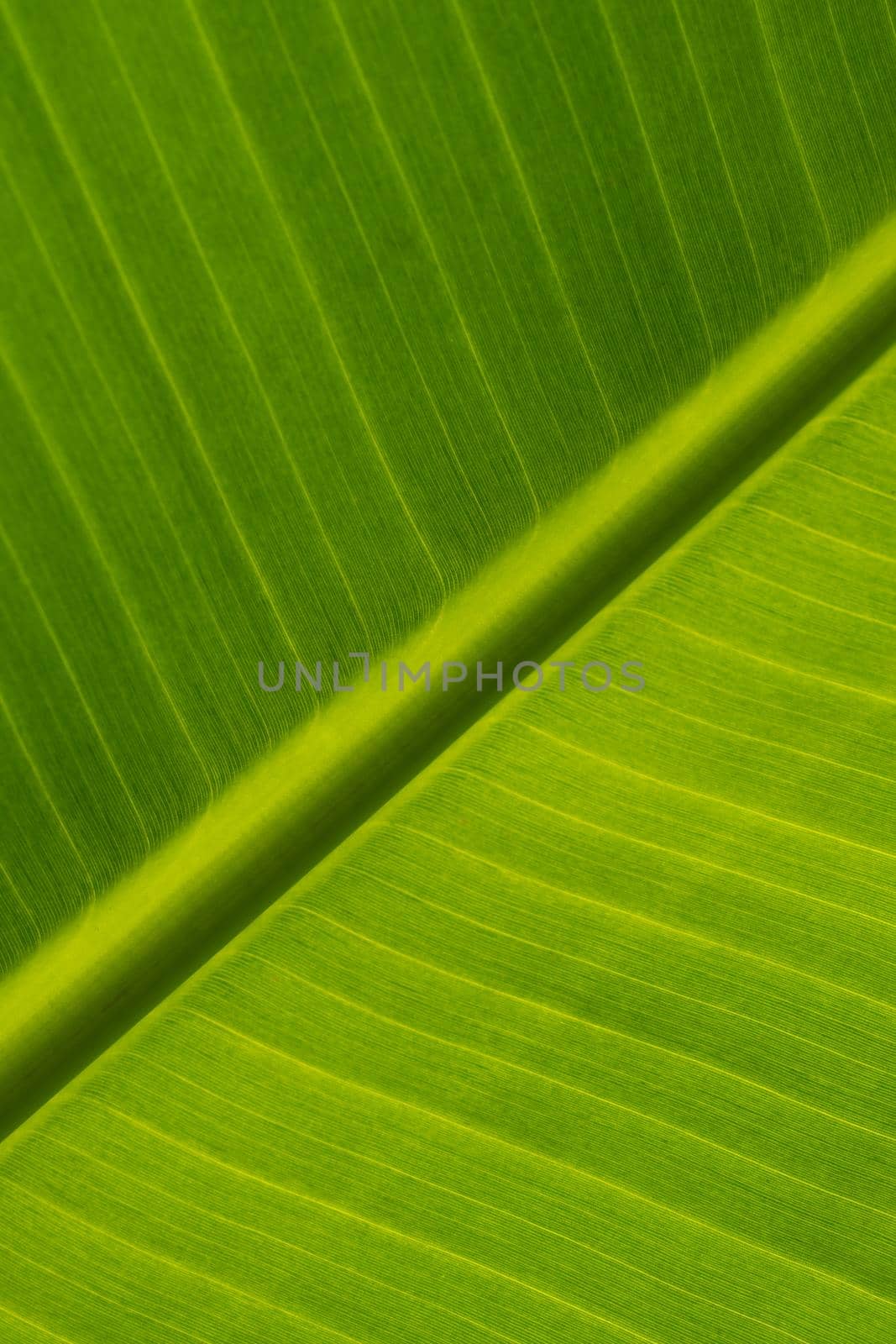 Ecological background of exotic leave. Texture of green leave of banana palm, cose-up.