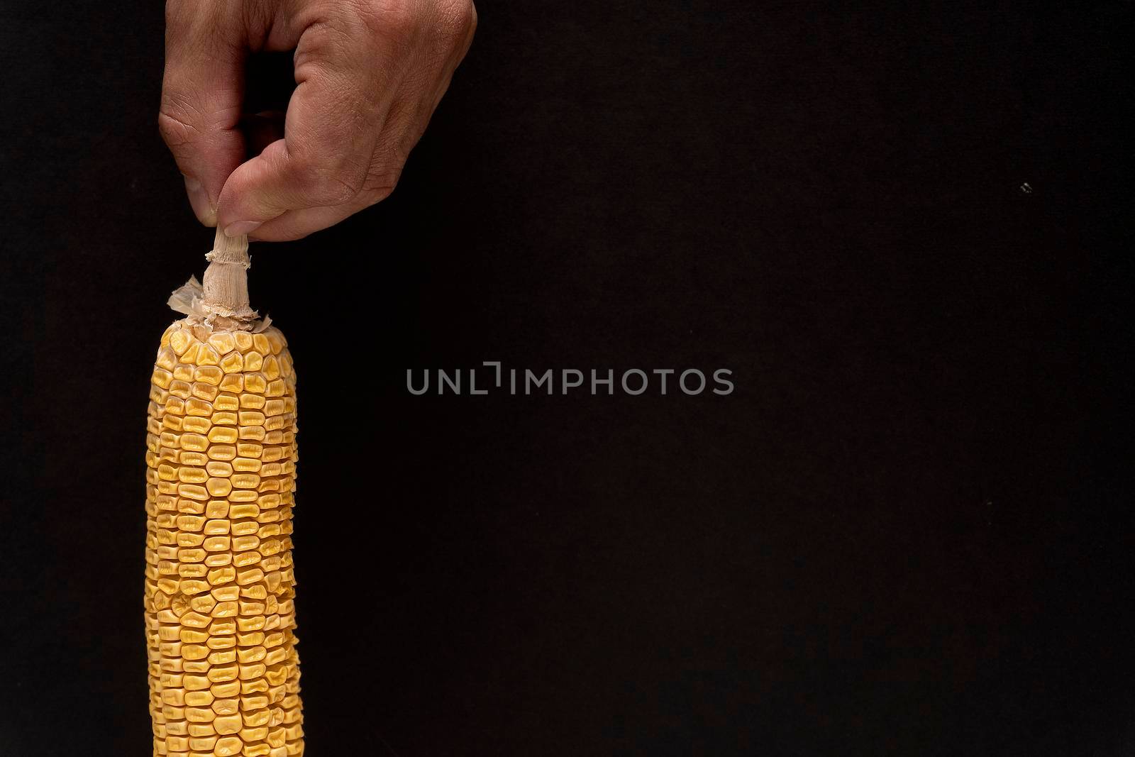 Caucasian mans hand holds moldy dried yellow corn on black background, copy space, spoiled product, closeup.