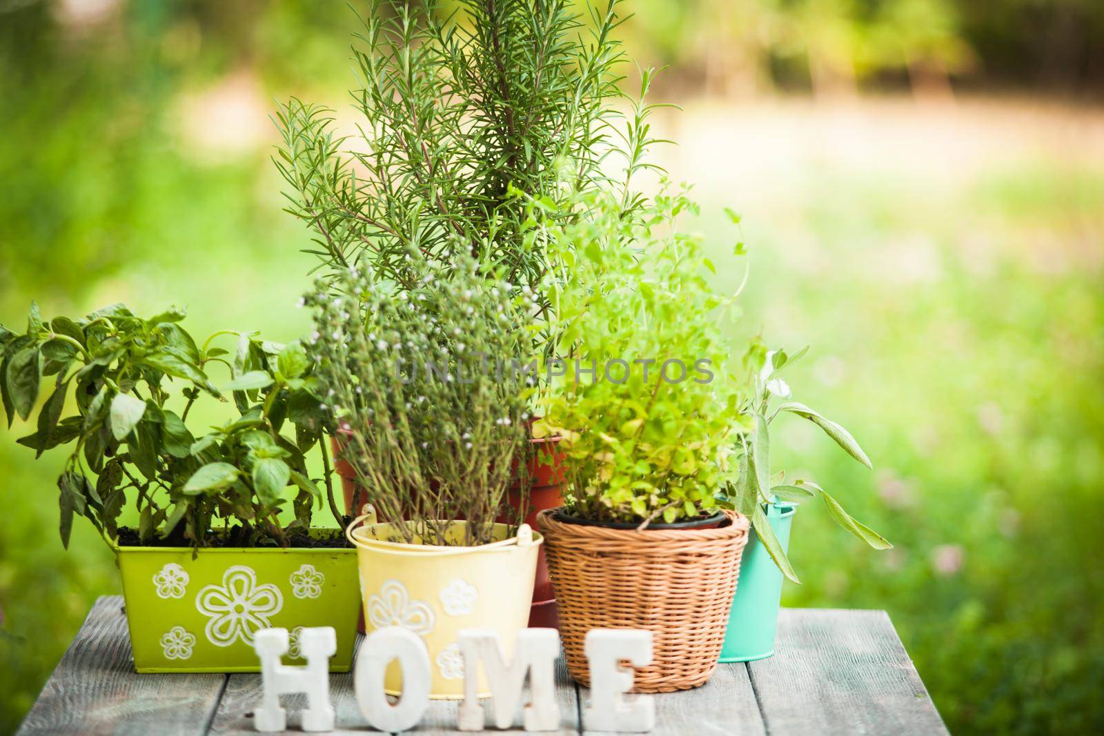 Cozy home garden with herbs - rosemary, sage, basil, thyme and oregano