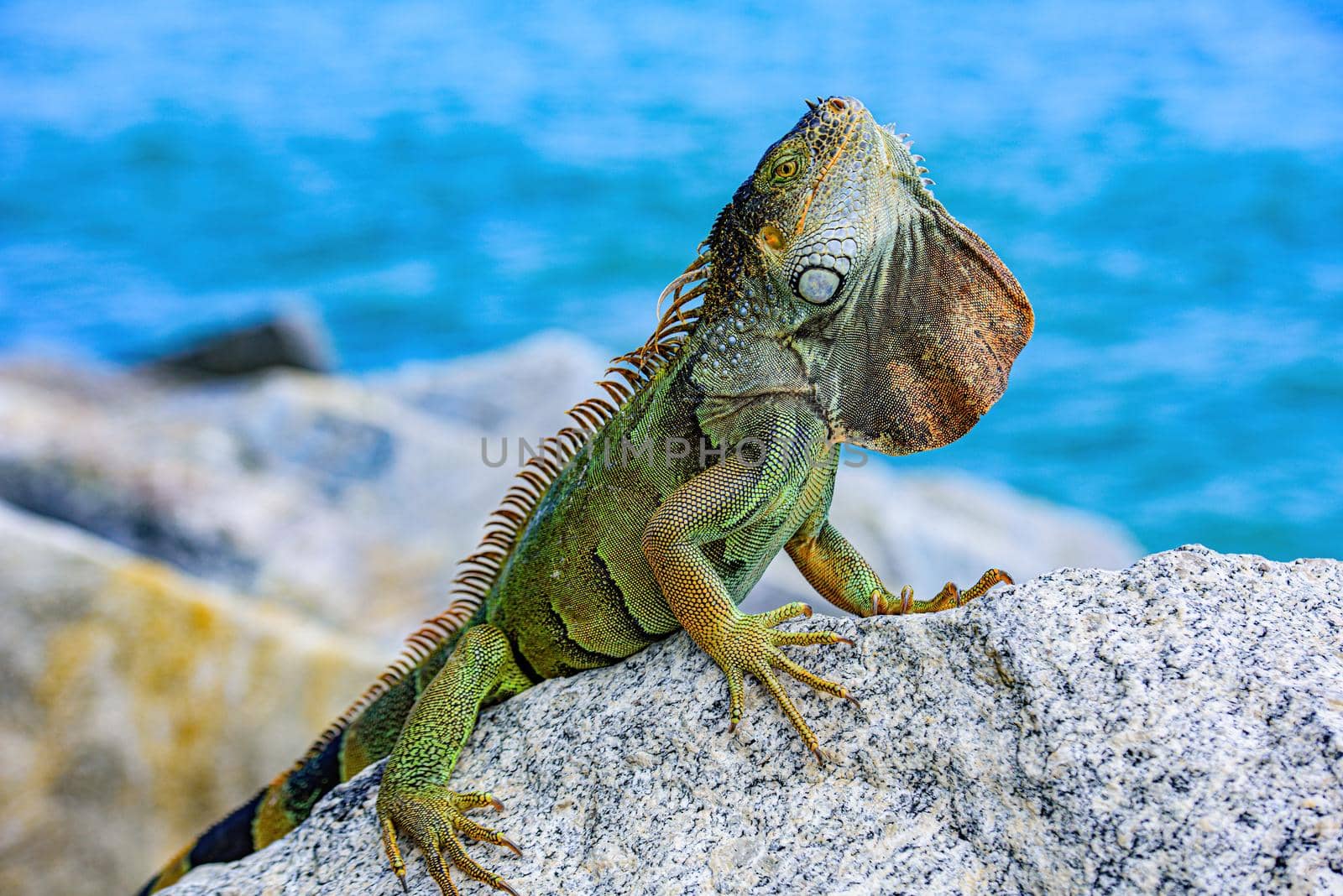 Close up of green iguana, Latin name Iguana iguana, in the south Florida. Iguanas are not native to Florida