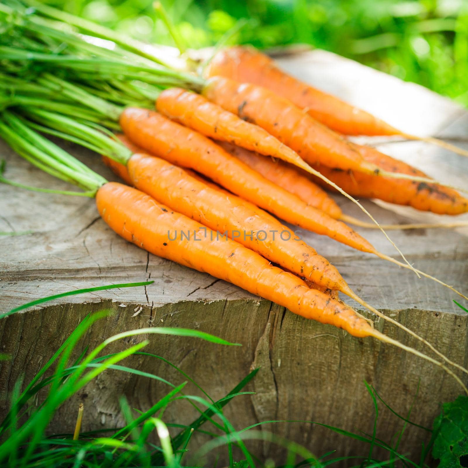 Fresh carrots by oksix