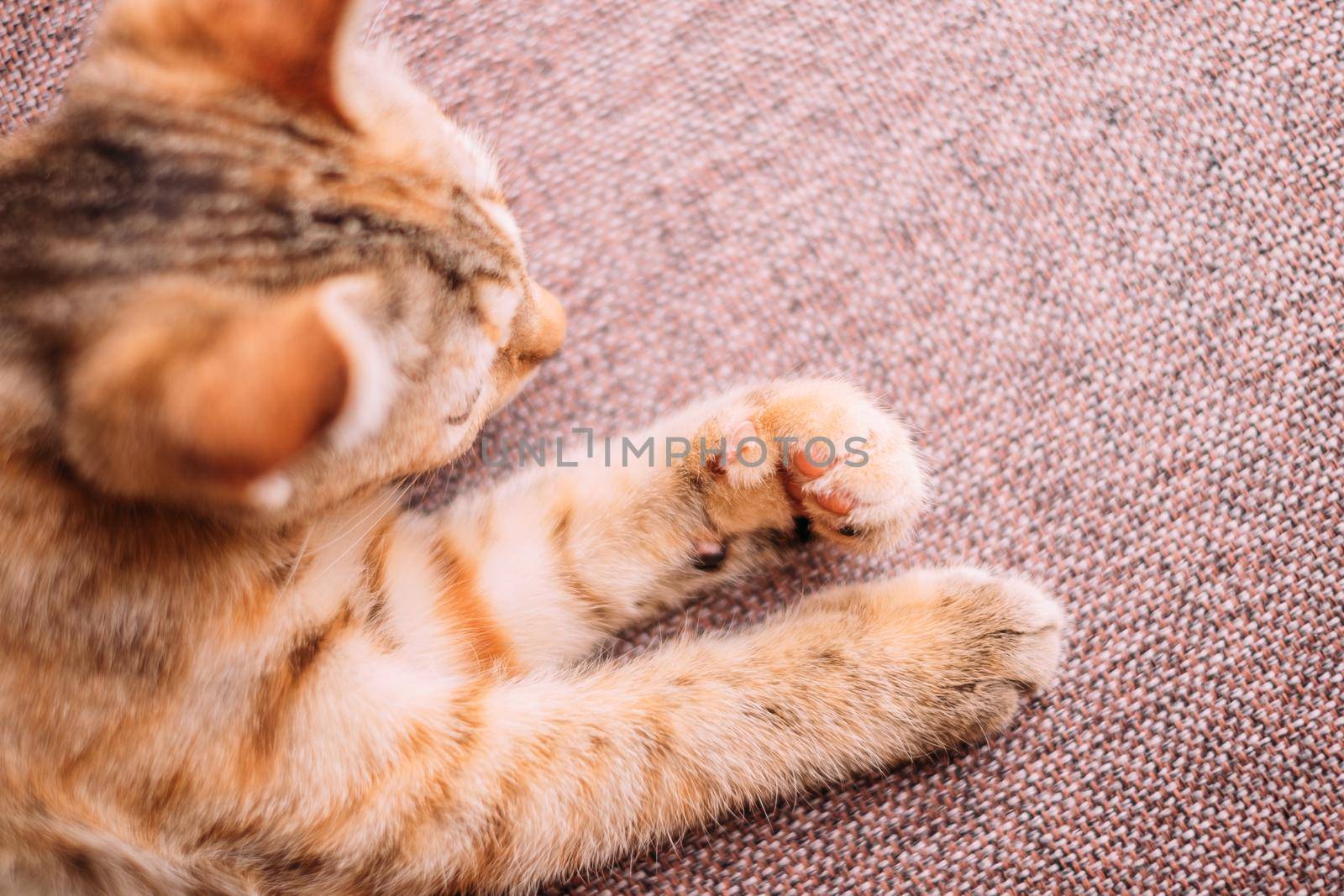 Kitten of tiger color lying on couch, top view.