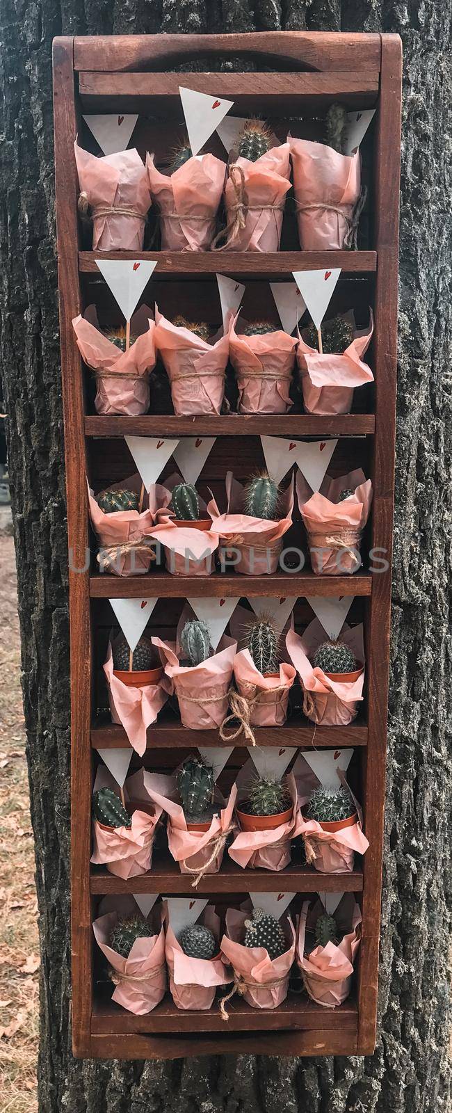 Many different small cacti in beautiful pink wrappers in a wooden frame in rustic style.