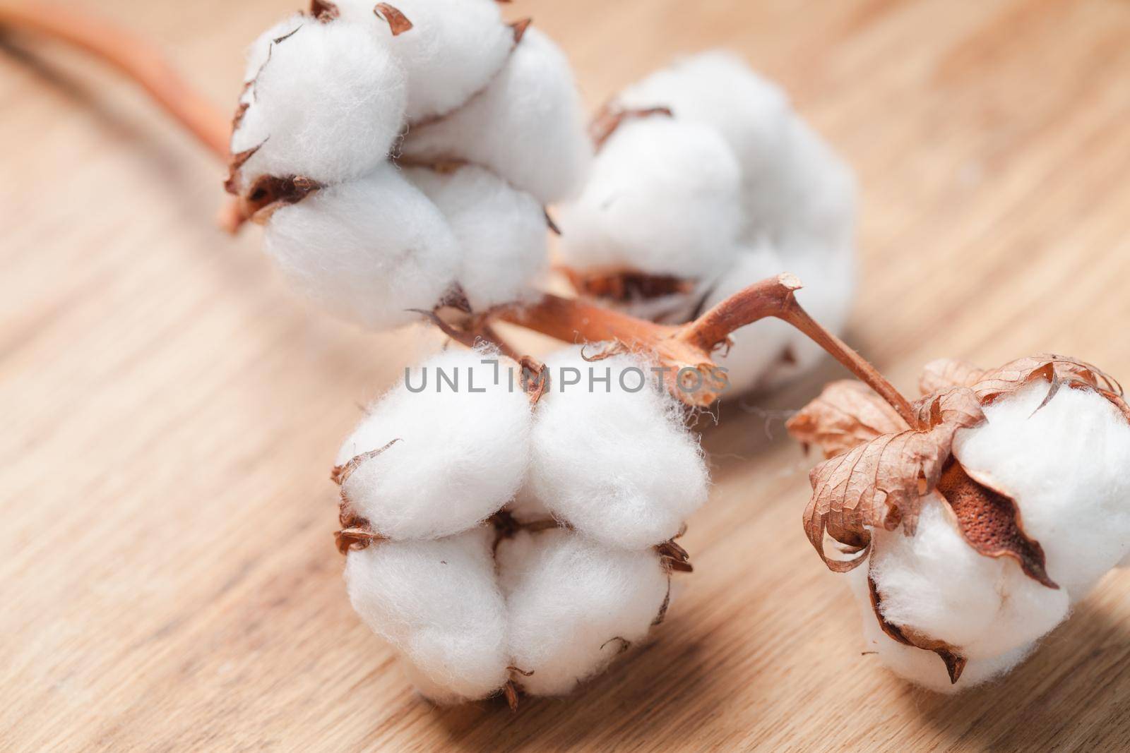 Cotton flower close up on wooden table