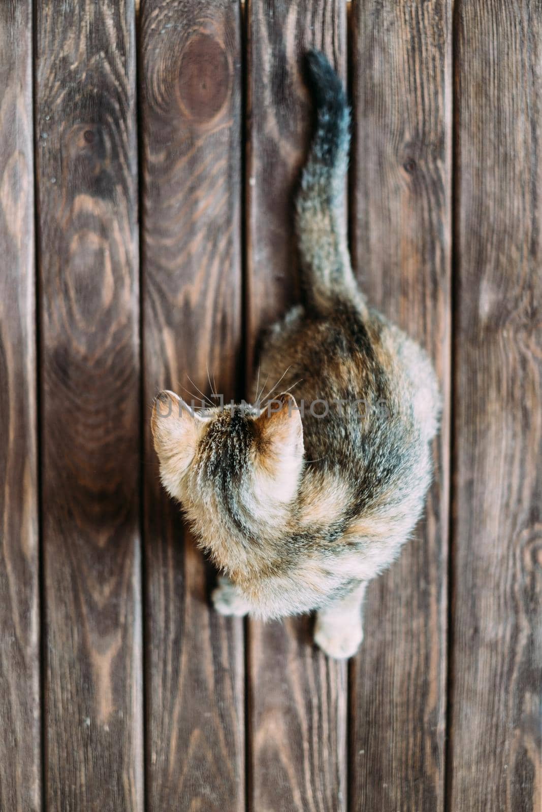 Kitten sitting on wooden background. by alexAleksei