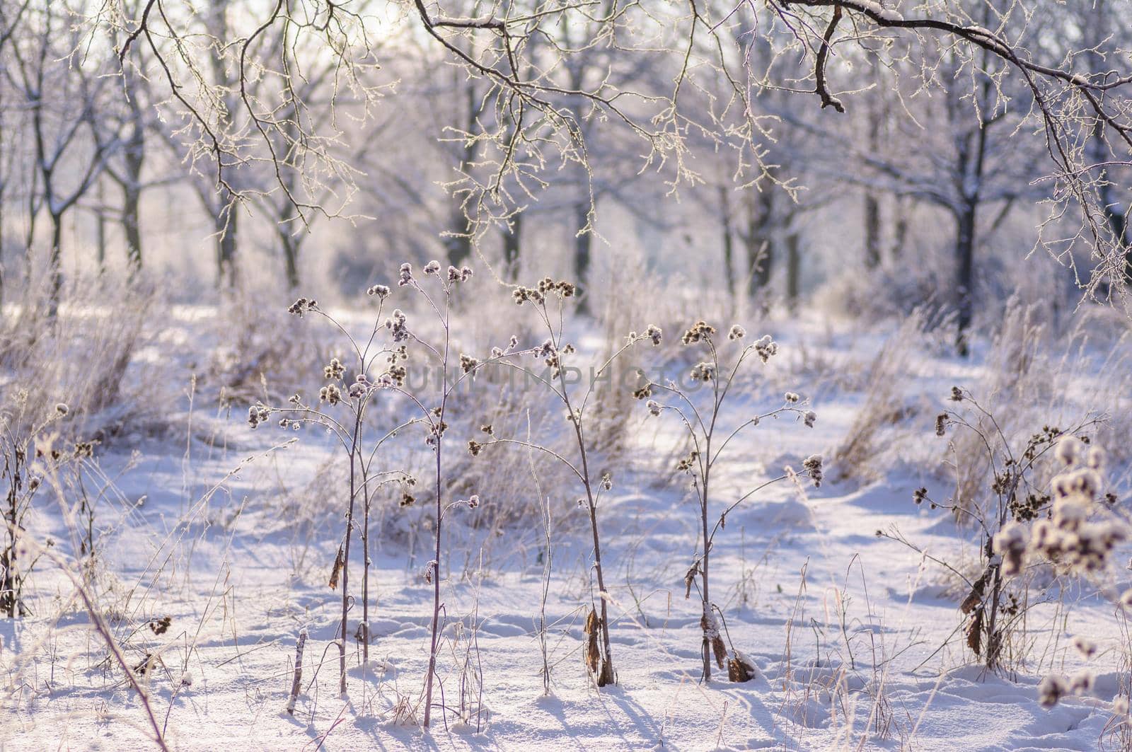 Miracle winter forest covered by snow. Frozen trees and dry grass. Saint-Petersburg.