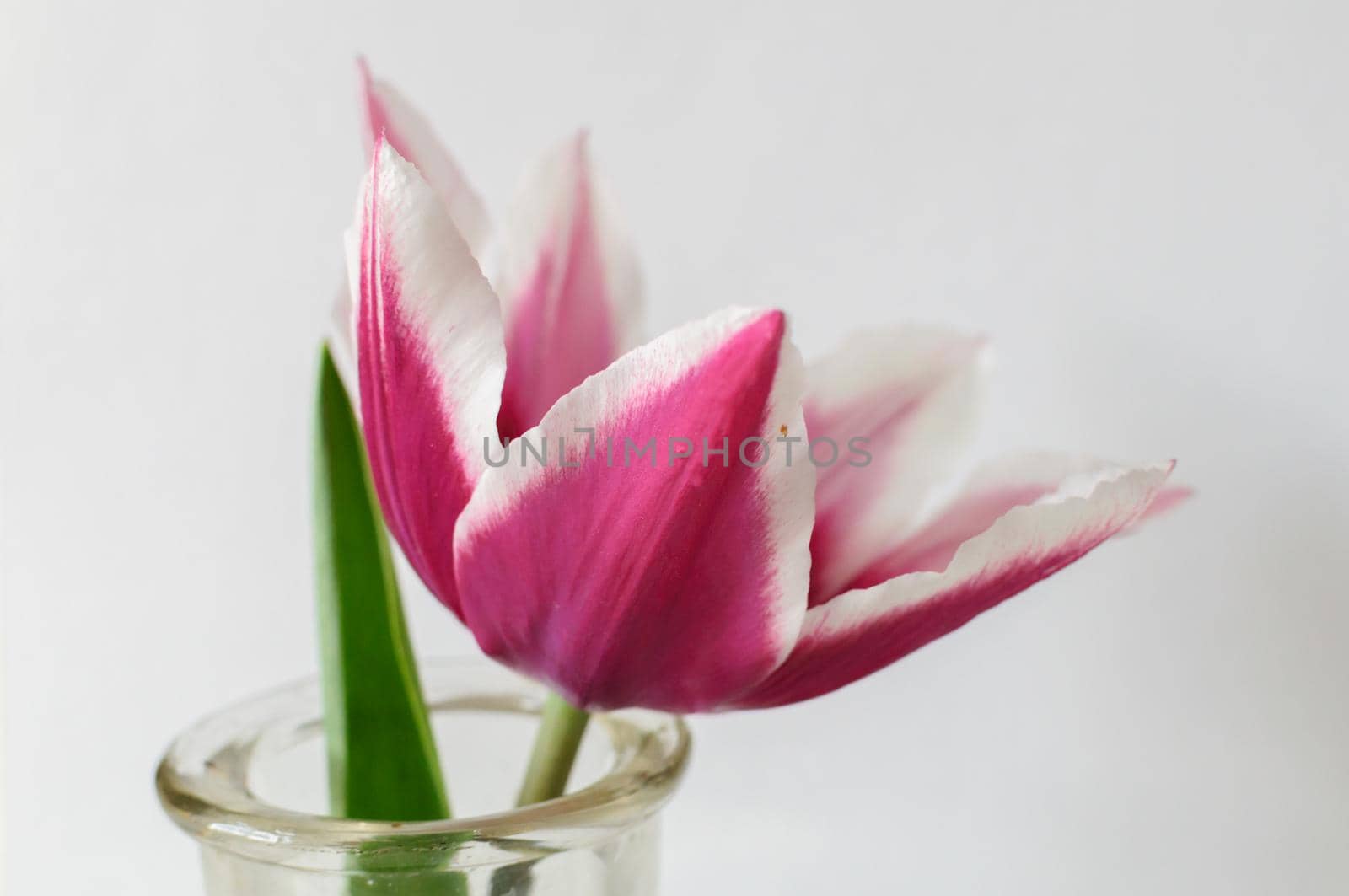 Close up view of beautiful red and white tulip flower in bottle isolated on grey background