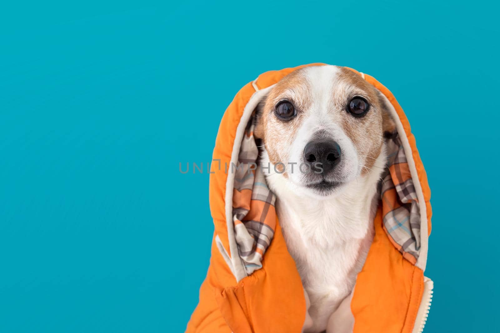 Funny little dog wearing bright orange costume with hood looking at camera sitting against blue background