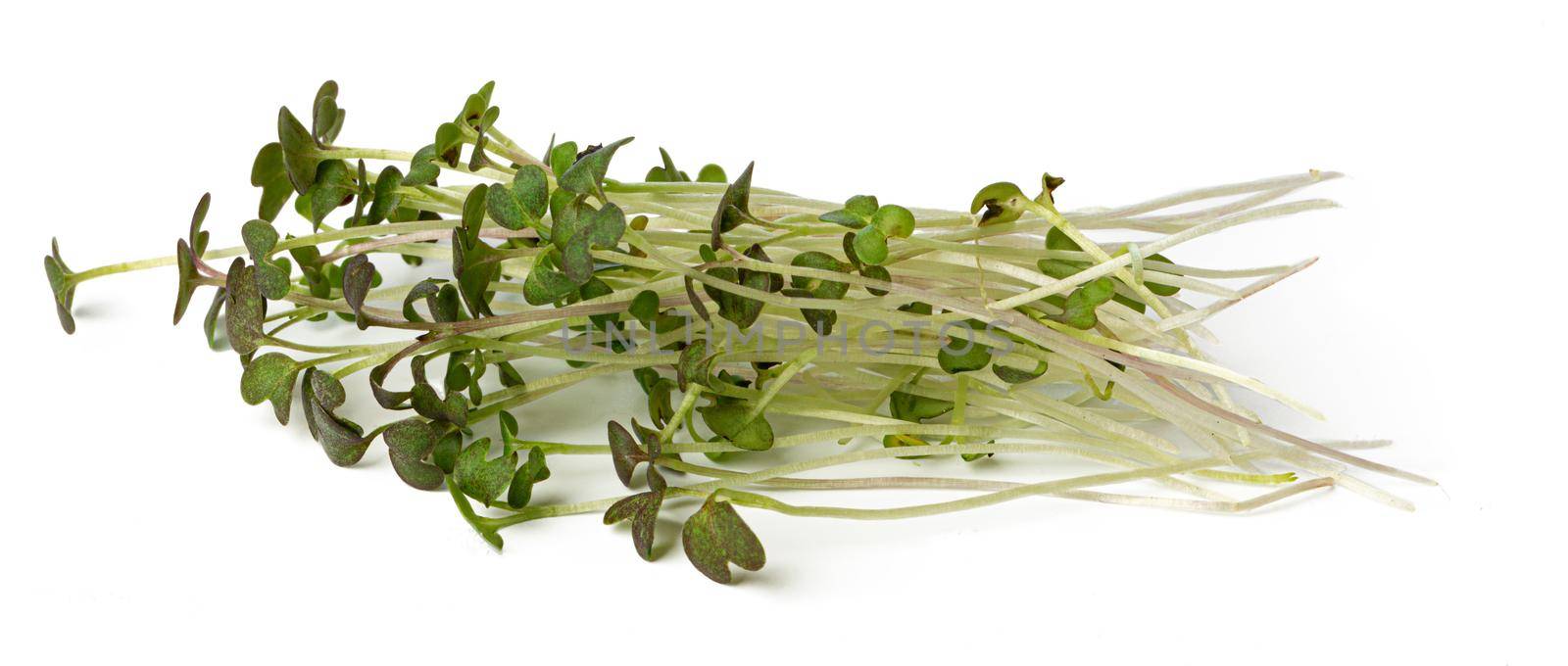 Bunch of micro green sprouts isolated on white background by Fabrikasimf