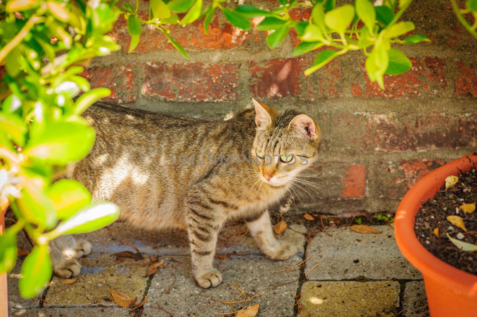 Cat near the brick wall with flower pot by shanserika