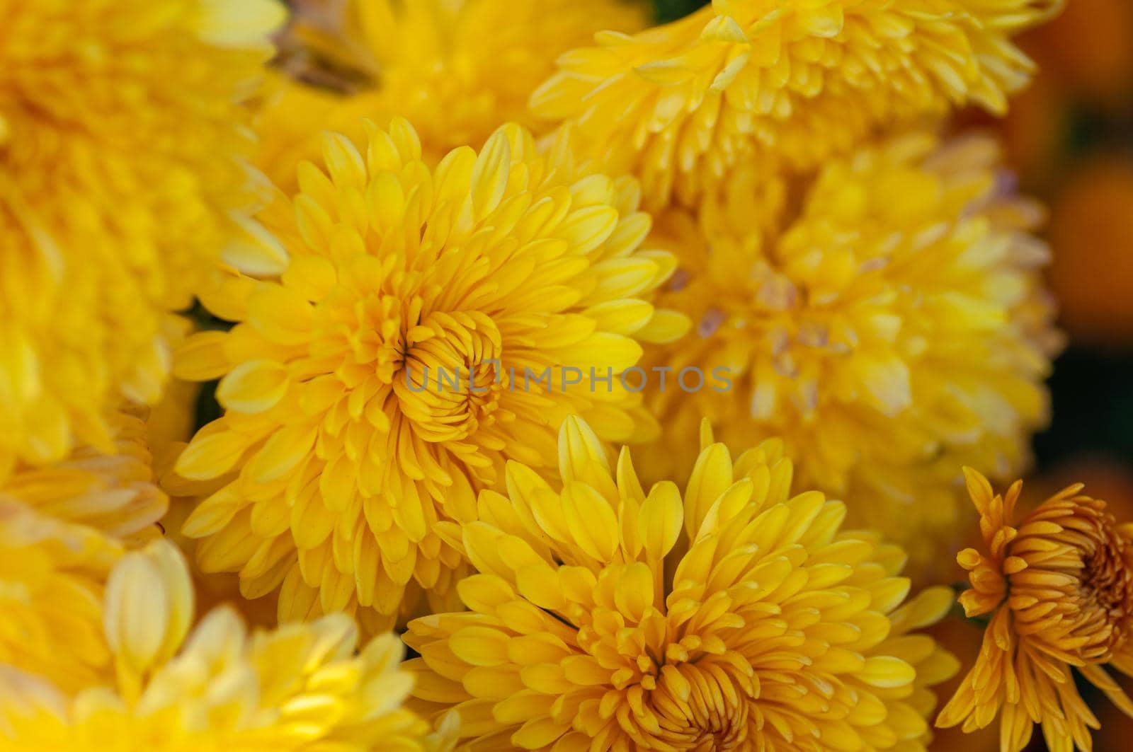 Close up of yellow dahlia flowers in the garden