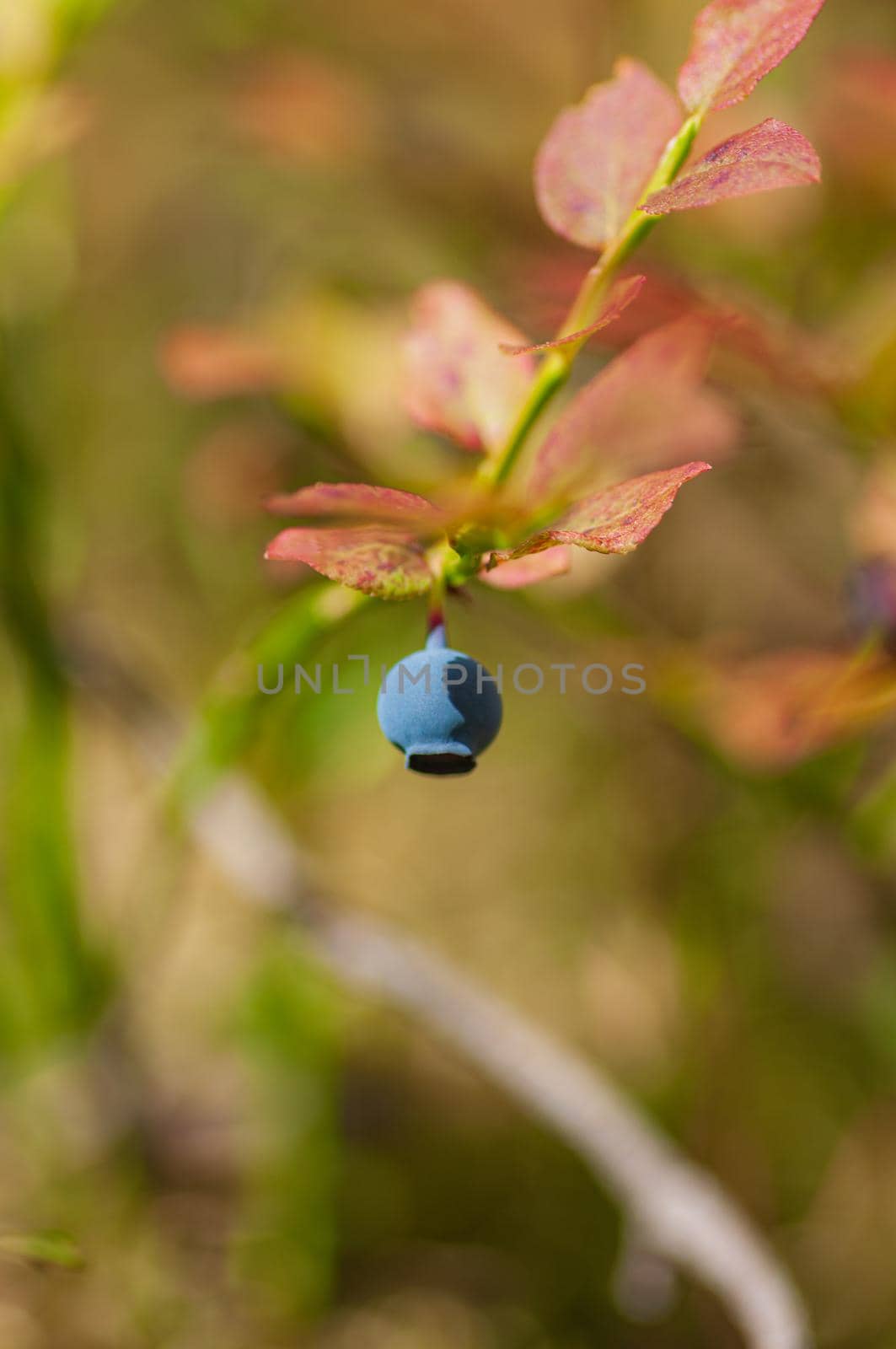 Wild bilberry in the spruce forest. Ripe berry on the bush.