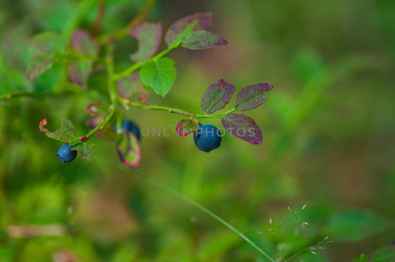 Wild bilberry in the spruce forest. Ripe berries on the bush by shanserika