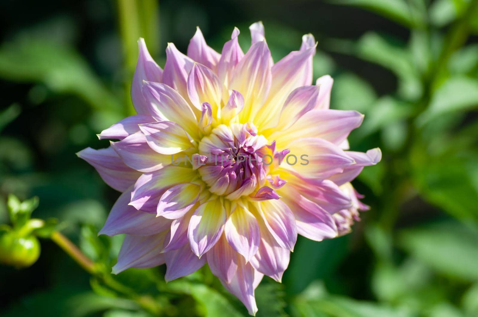 Pastel, yellow, lilac dahlia petals macro, floral background. Close up of flower dahlia for background by shanserika