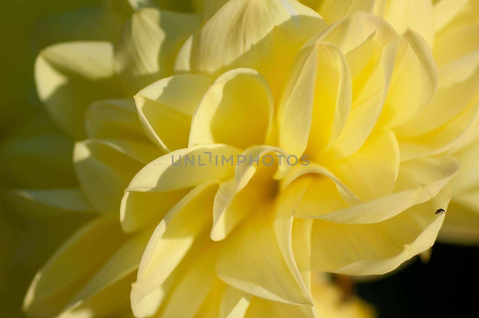 Yellow dahlia and small insect under soft sunset light growing outside in open air district garden close up, macro by shanserika