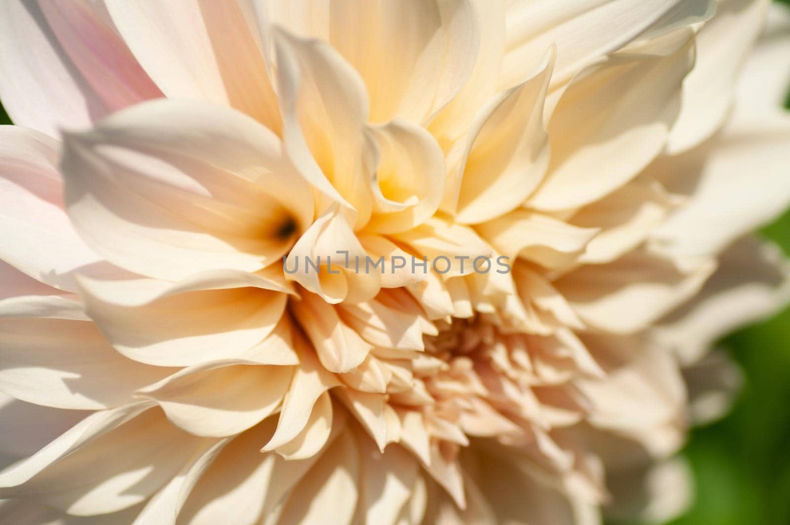 Peach dahlia under soft sunset light growing outside in open air district garden close up, macro by shanserika
